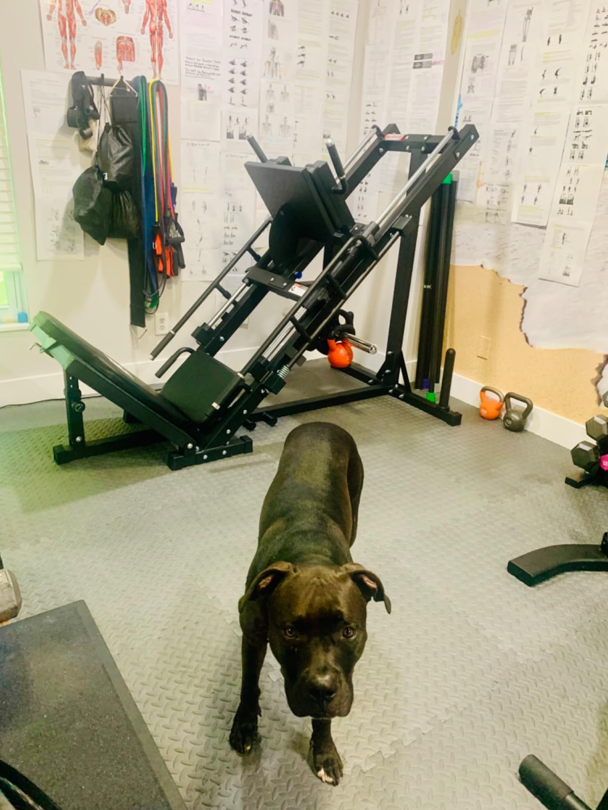 Titan Fitness Vertical Leg Press Machine, Leg Strengthening Workout for Home Gym, High Intensity Presses, Adjustable Starting Height, 400 LB Capacity, Compact Leg Press Machines customer photo 1