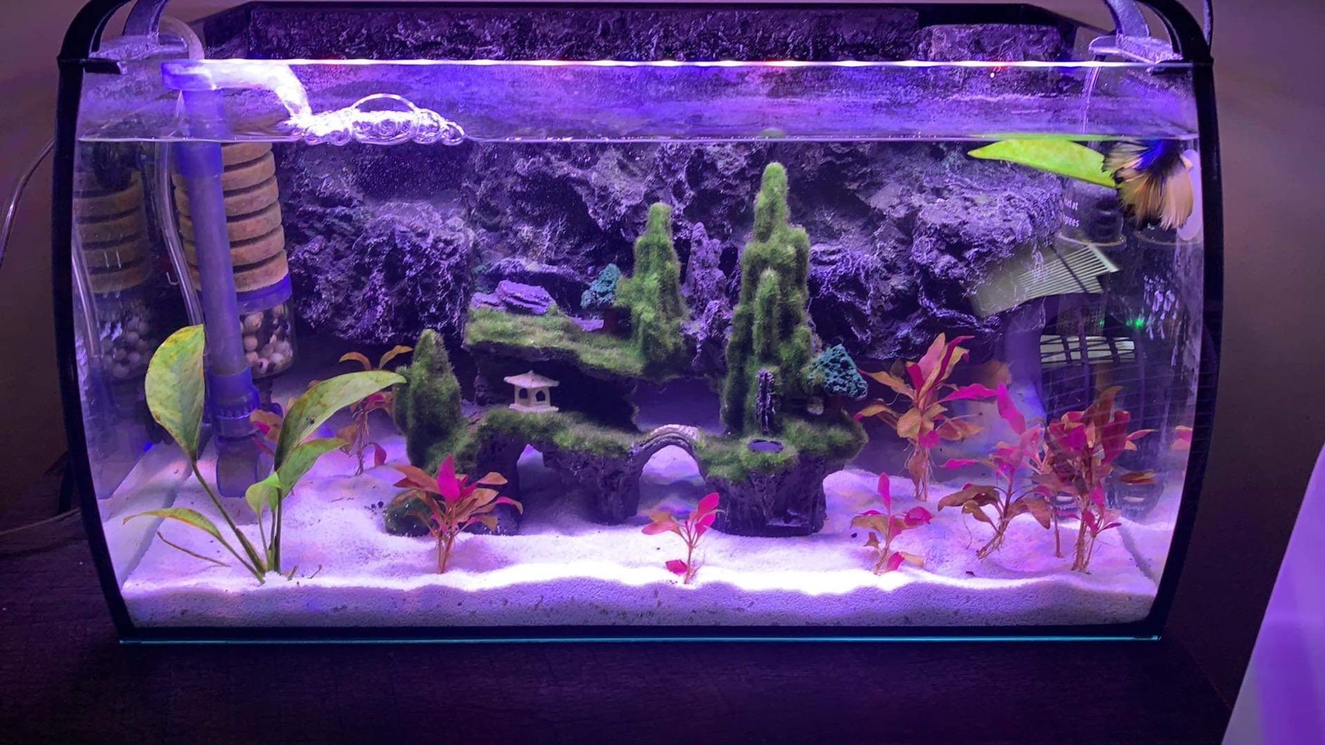 hygger Horizon 8 Gallon LED Glass Aquarium Kit for Starters with 7W Power Filter Pump, 18W Colored led Light, Wide View Curved Shape Fish Tank with Undetachable 3D Rockery Background Decor customer photo 1