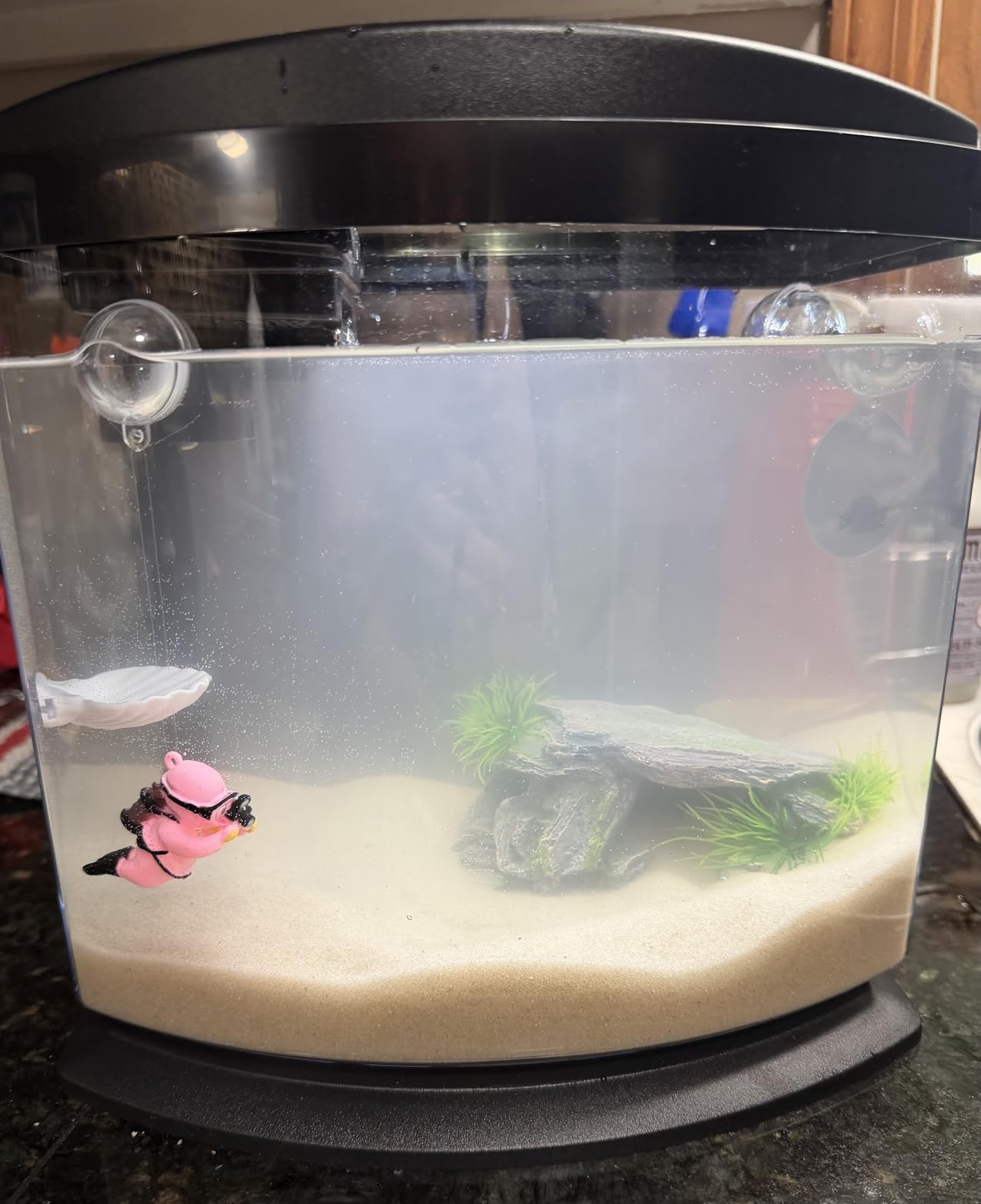 Aqueon LED MiniBow Small Aquarium Fish Tank Kit with SmartClean Technology, 2.5 Gallon customer photo 1