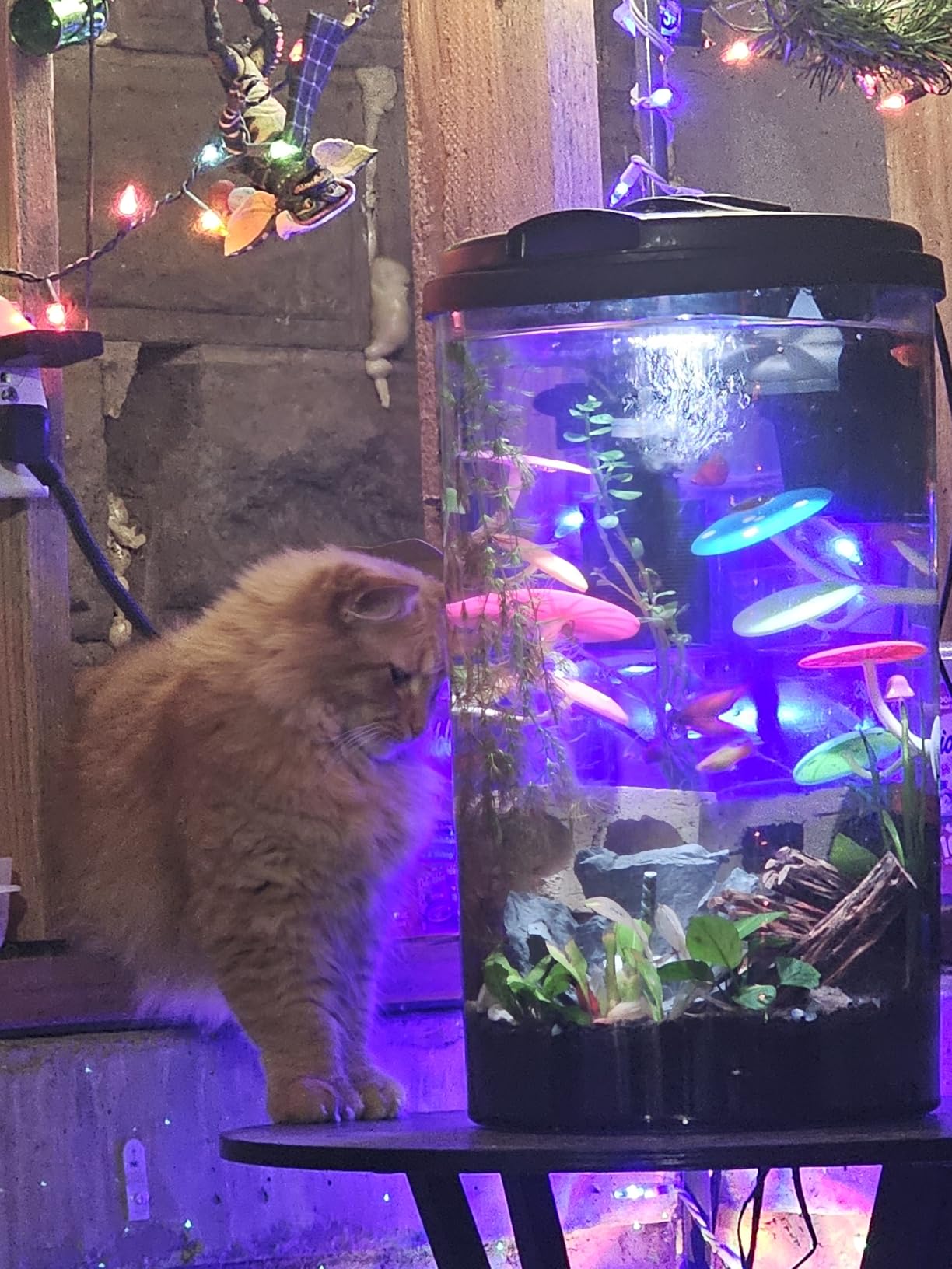 Koller Products Plastic 6-Gallon AquaView 360 Aquarium Kit for Tropical Fish, Betta Fish with LED Lighting and Power Filter customer photo 2