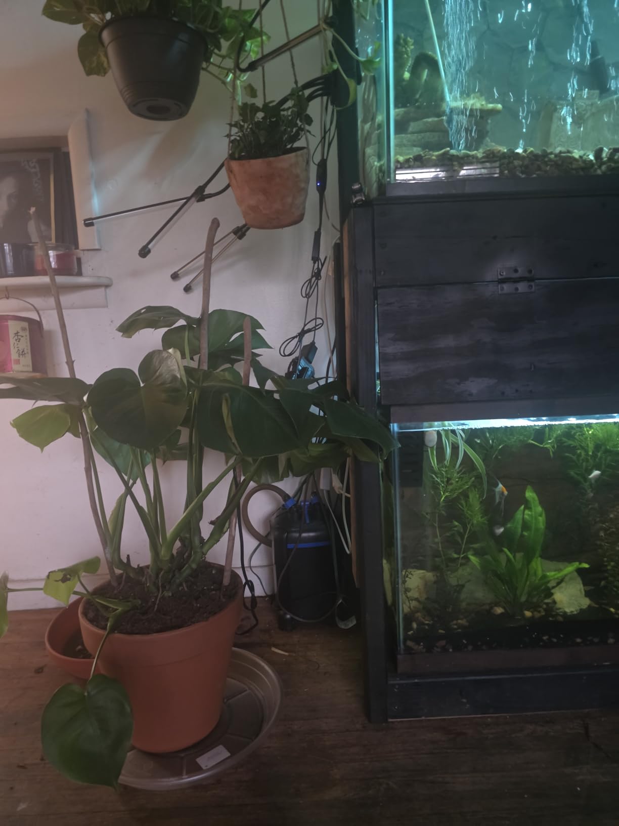 AMOSIJOY Canister Filter, Ultra-Quiet External Aquarium Filter with Free Media for Large Fish Tanks customer photo 2