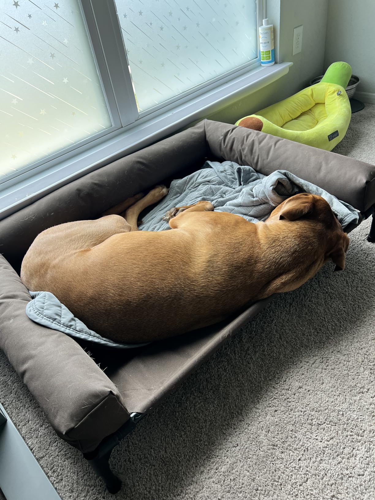 K&H Pet Products Bolster Dog Cot Cooling Indoor/Outdoor Elevated Dog Bed Hammock with Removable Bolster, Washable Mesh Cover, Raised Camping Bed for Large Pets - Charcoal Large 42