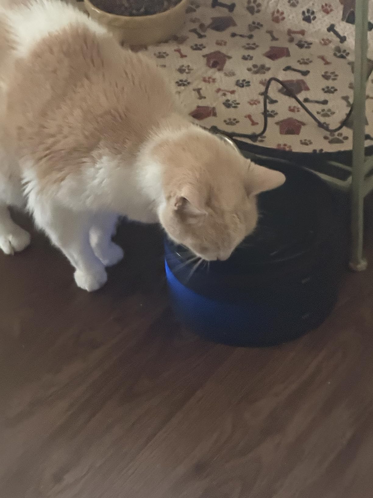 Cat Water Fountain: Dog Bowl Fountains - Automatic Pet Dispenser - Dogs Drinking Waterer Bowls Indoor - Auto Watering Dish Supplies - Easy Cleaning Animal Machine - Quiet 67oz/2L Kitty Drink Fountain customer photo 1