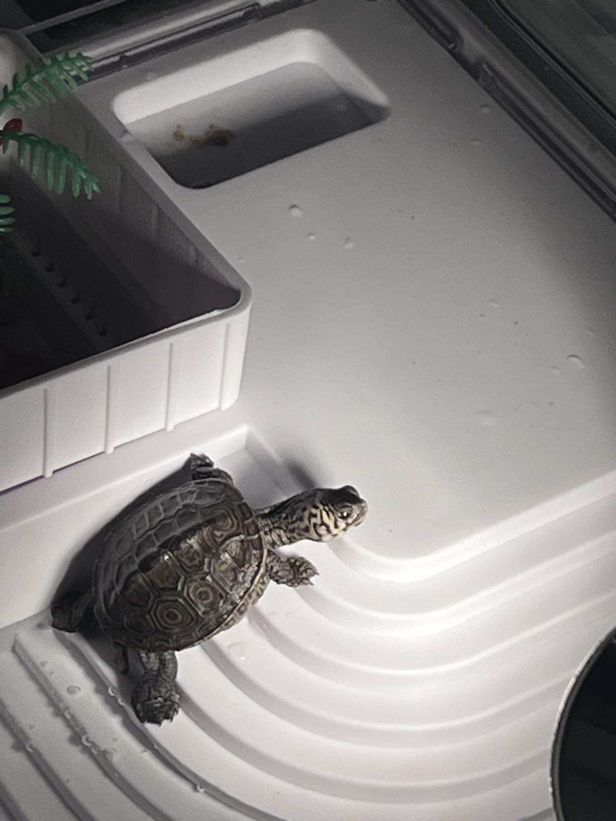 Turtle Tank Kit - Starter Aquarium with Light, Filter, Brush, Easy to Install & Clean, for Turtles, Crabs, Small Reptiles customer photo 1