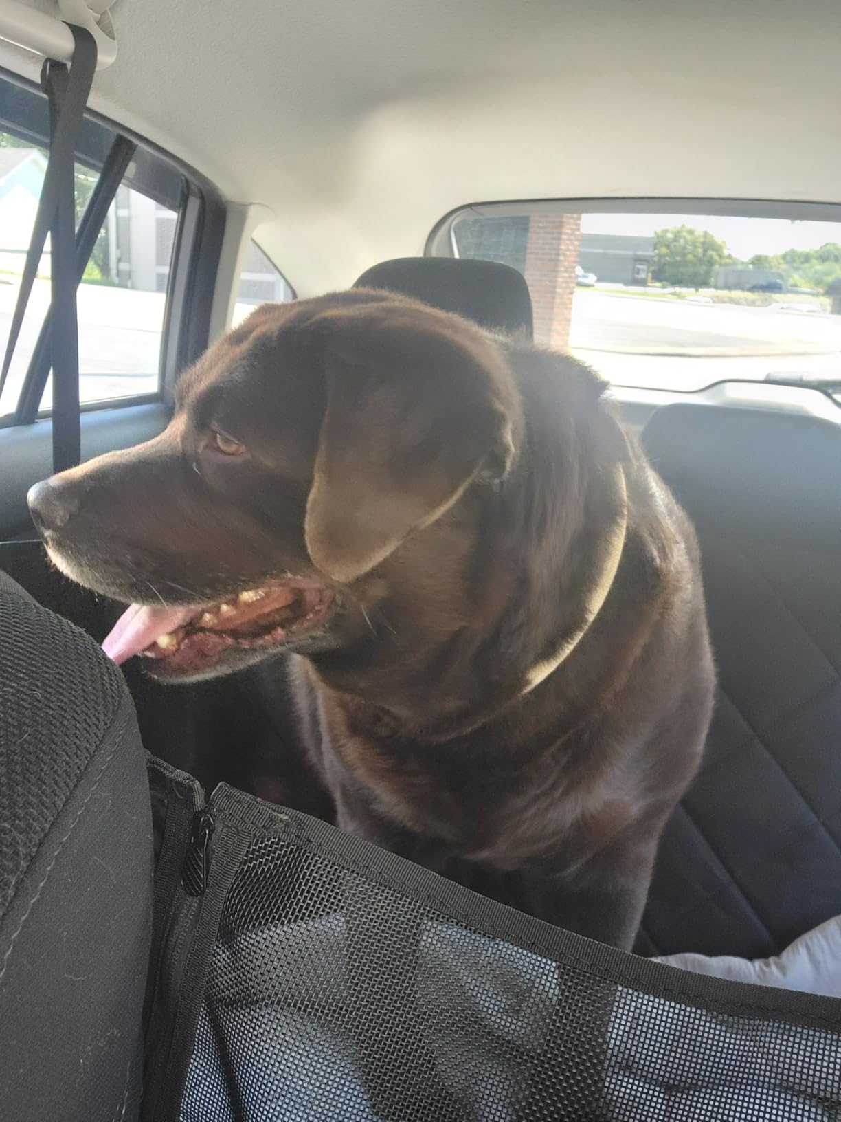 Back Seat Extender for Dogs-Large Space, Dog Car Seat Cover Hard Bottom Holds 420lbs, Sturdy Backseat Extender for Dogs,Upgraded Waterproof Pet Car Bed Dog Hammock for Car, SUV,Truck, Black customer photo 2