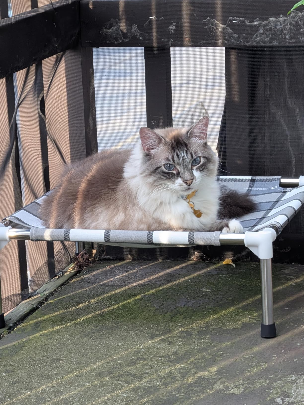 Caghash Elevated Outdoor Raised Dog Bed Outdoor Dogs Bed Lifted Pet Bed Dog Cot for Medium Pet, 34'' x 26'' x 6.5'' customer photo 1