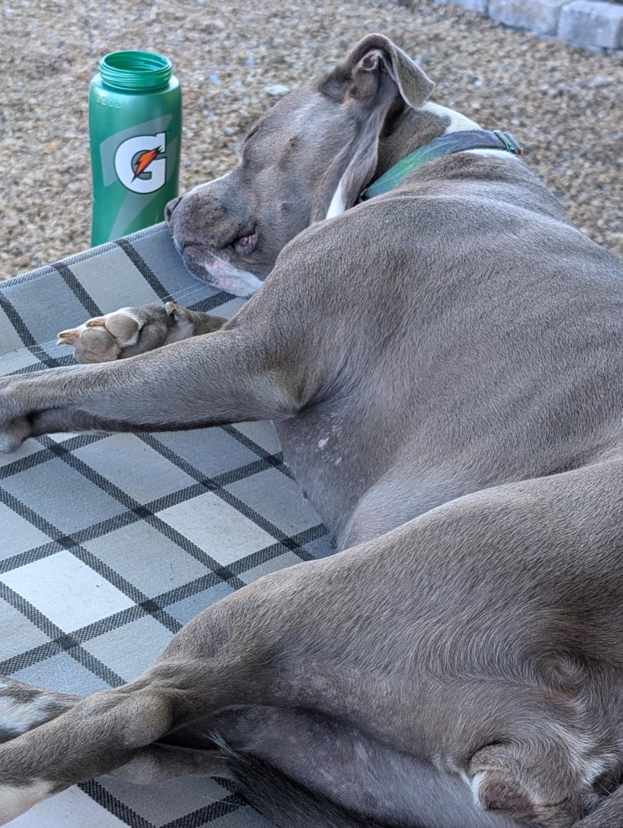 Caghash Elevated Outdoor Raised Dog Bed Outdoor Dogs Bed Lifted Pet Bed Dog Cot for Medium Pet, 34'' x 26'' x 6.5'' customer photo 2