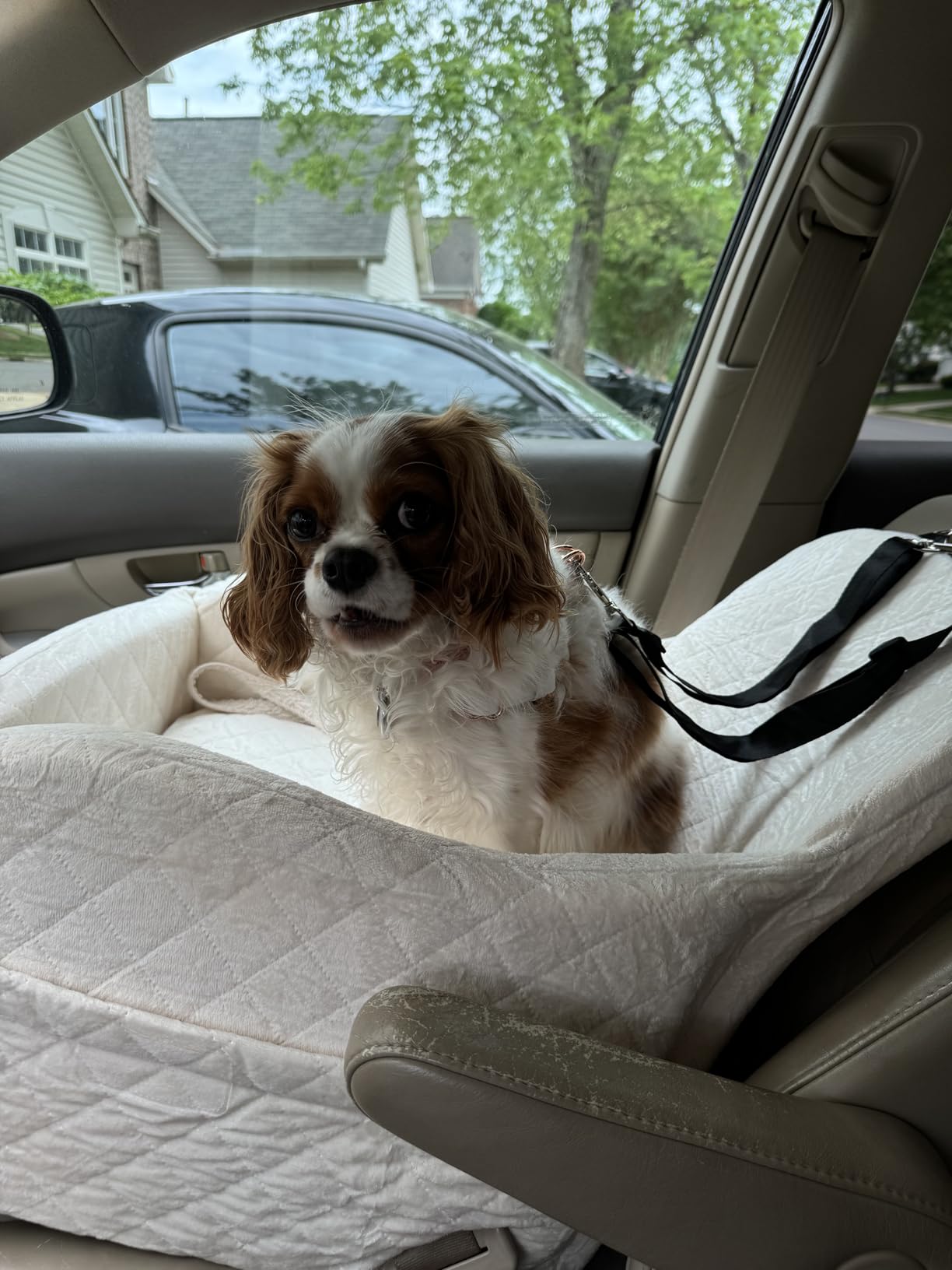 Lealchum Dog Booster Car Seat for S/M Dogs Up to 35lbs, Soft 6in Elevated Cushion, Fits in Front/Back Seat, Fully Detachable and Washable, 2 Storage Pockets & 3 Straps, Easy to Install customer photo 2