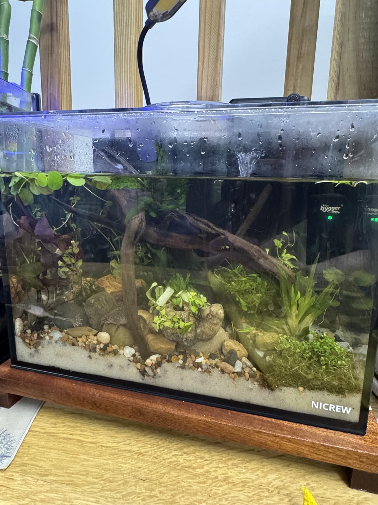 NICREW 2.5 Gallon Nano Nature Aquarium Kit, Ultra-Clear Rimless Desktop Fish Tank with Light, Filter, Gravel and Rock, Perfect for Small Fish, Shrimp, or Betta, Complete Version, Black customer photo 1