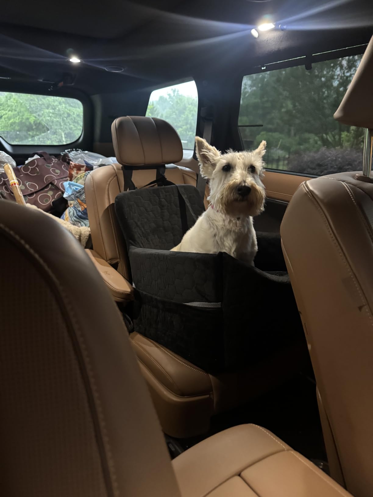 Dog Car Seat for Small/Medium Dogs, Memory Foam Dog Booster Seat, Travel Safety Pet Car Seat with Washable Removable Cover, Storage Pockets for Dogs up to 35 lbs customer photo 1