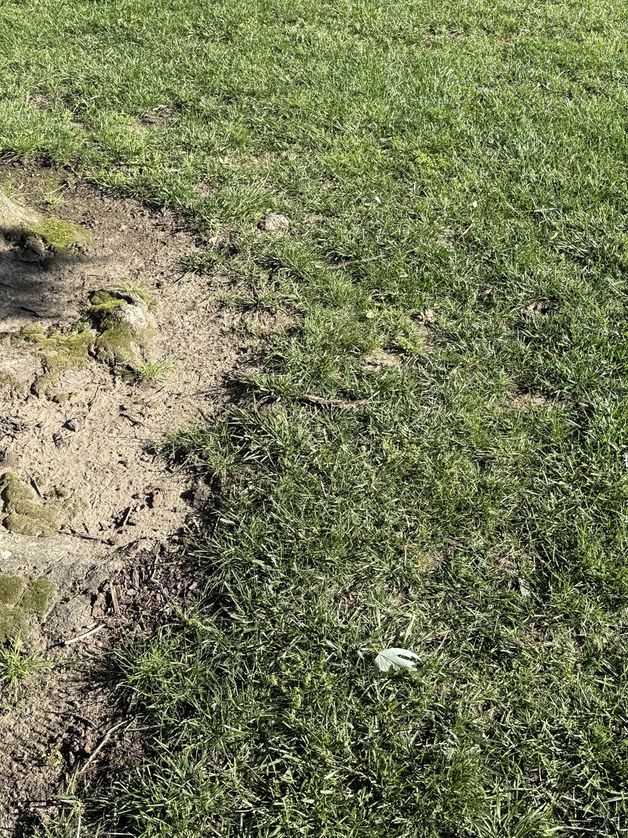 eufy Robot Lawn Mower E15, Auto Mapping, Pure Vision Navigation, Wire Free RTK Free, Multi-Zone Management, AI 3D Obstacle Avoidance, GPS Anti-Theft, 0.2 Acres, 18 Degree Slope, App Control customer photo 2