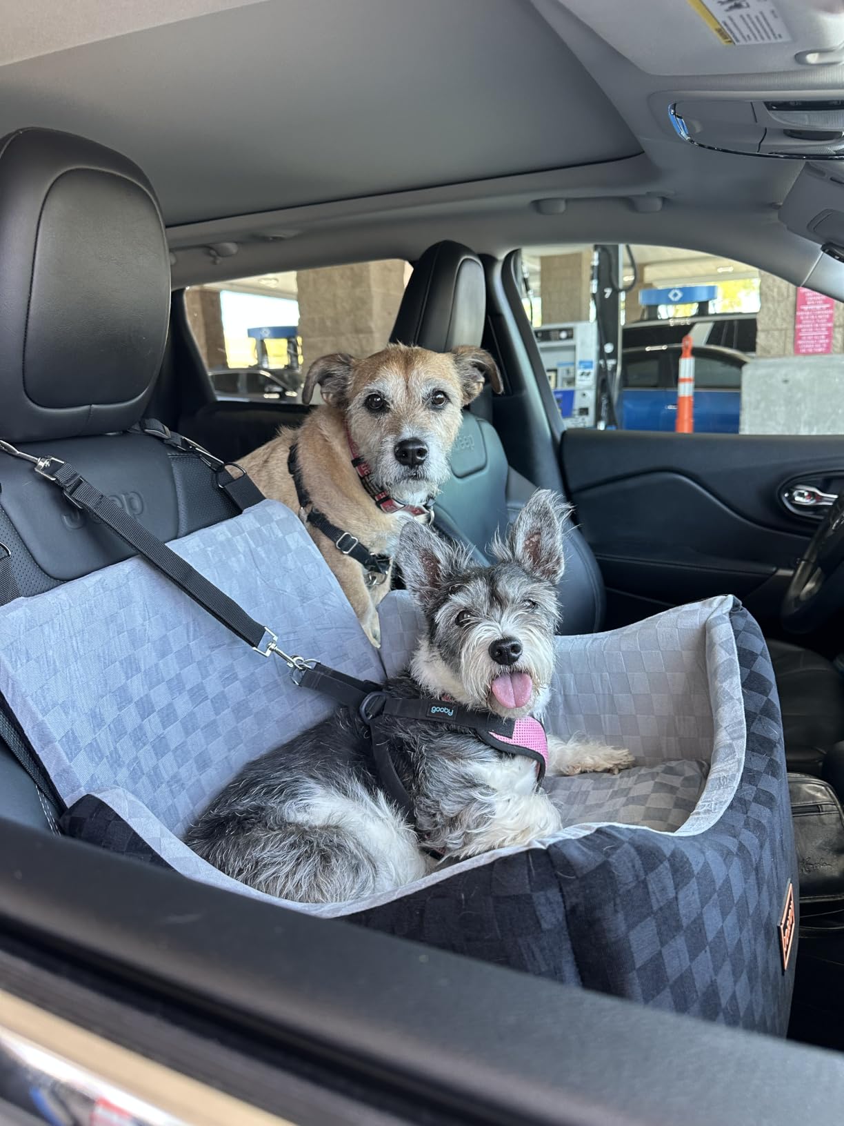 JOEJOY Elevated Dog Car Seat for Small/Medium Dogs up to 35 lbs, Memory Foam Booster Seat with Detachable Washable Cover, Travel-Safe Car Bed with Safety Belts & Storage Pockets customer photo 1