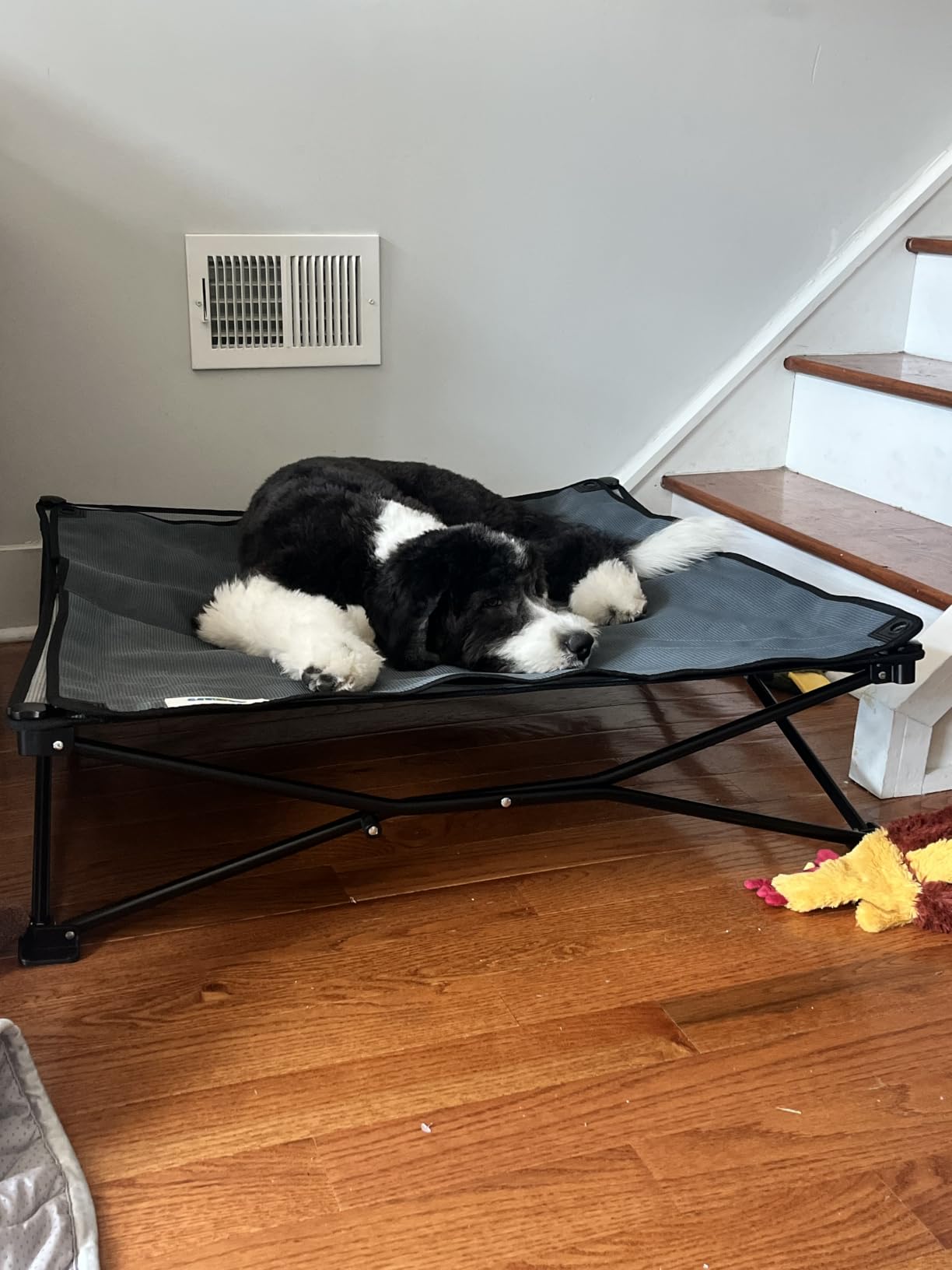 Coolaroo On-The-Go Elevated Dog Bed Kit - Portable & Cooling Travel Cot with HeatShield Fabric for Large Dogs, Lightweight & Compact, Includes Matching Carry Bag & Pacific Blue Bonus Cover, Large customer photo 1