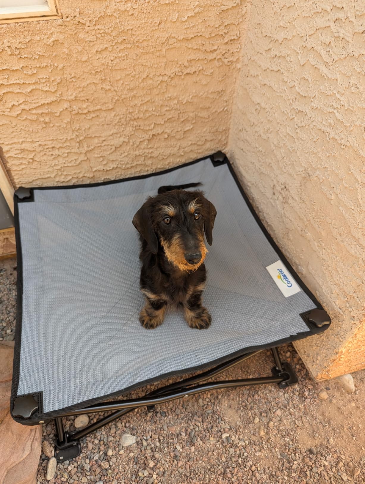 Coolaroo On-The-Go Elevated Dog Bed Kit - Portable & Cooling Travel Cot with HeatShield Fabric for Large Dogs, Lightweight & Compact, Includes Matching Carry Bag & Pacific Blue Bonus Cover, Large customer photo 2
