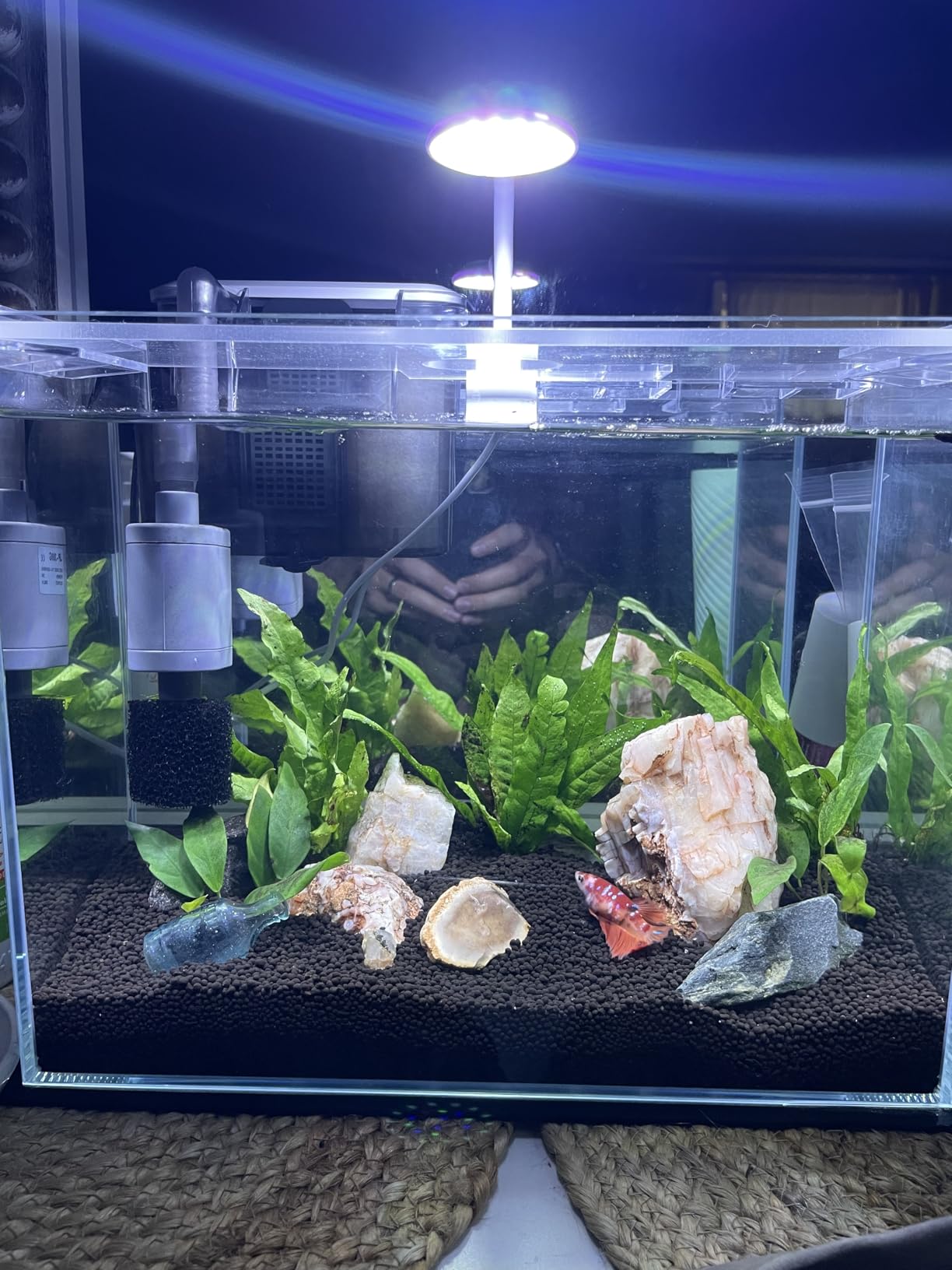 Vimvins 10 Gallon Glass Small Fish Tank with Filter Light and Lid, Aquarium Starter Kit customer photo 1
