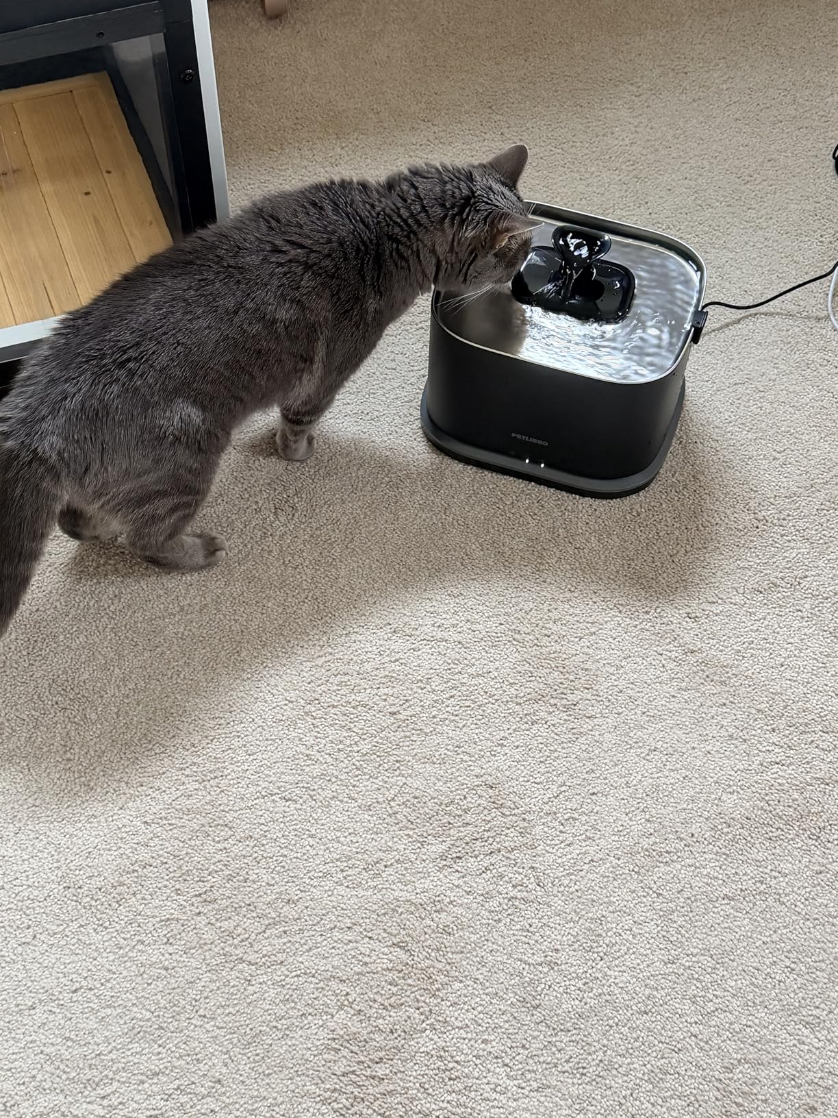 PETLIBRO Upgrade Cat Water Fountain Stainless Steel Tray, Dockstream 2 Cat Fountain Indoor, 3L/101oz Auto Cat Fountains for Drinking, App Monitoring Pet Water Fountain Dog, 5G WiFi Cat Water Dispenser customer photo 1