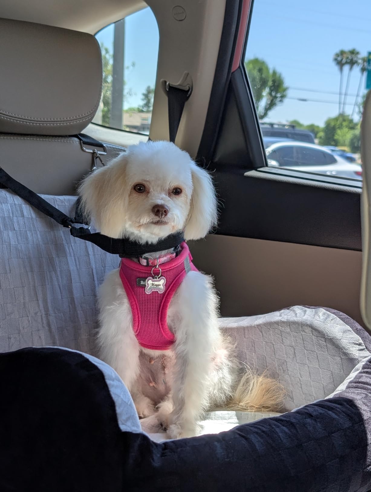 PETICON Waterproof Dog Car Seat for Small Medium Dogs, 6in Memory Foam Pet Booster Seat for Dogs up to 26 lbs with Pockets, Detachable Washable Pet Carseat with Y-Shape Safety Belt customer photo 1