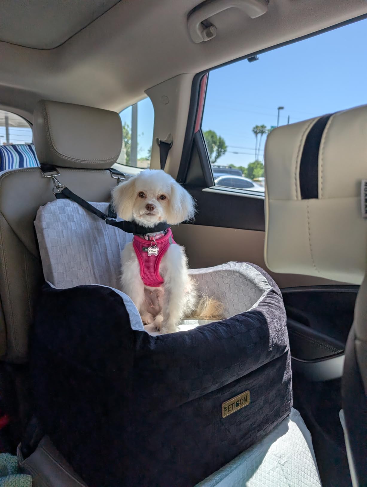 PETICON Waterproof Dog Car Seat for Small Medium Dogs, 6in Memory Foam Pet Booster Seat for Dogs up to 26 lbs with Pockets, Detachable Washable Pet Carseat with Y-Shape Safety Belt customer photo 2