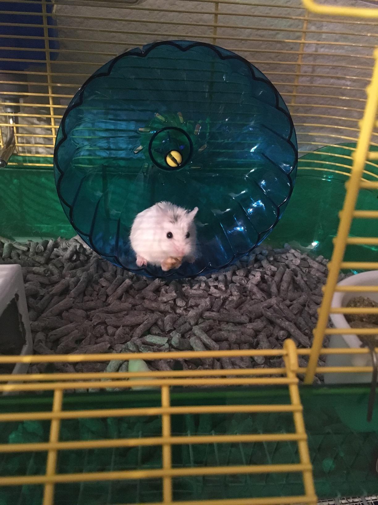 Kaytee Hamster Cage, CritterTrail One Level Habitat for Gerbils or Mice customer photo 2