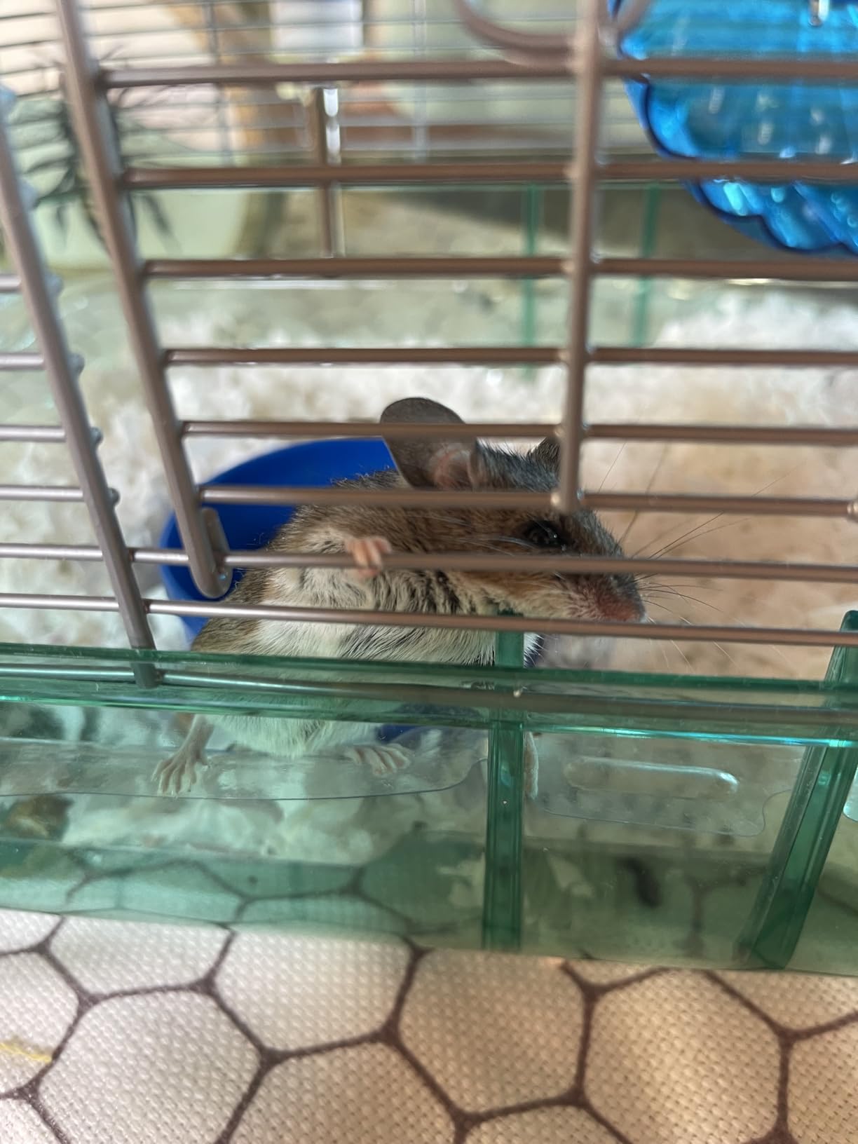 Kaytee CritterTrail Quick Clean Habitat for Pet Gerbils, Hamsters or Mice customer photo 1