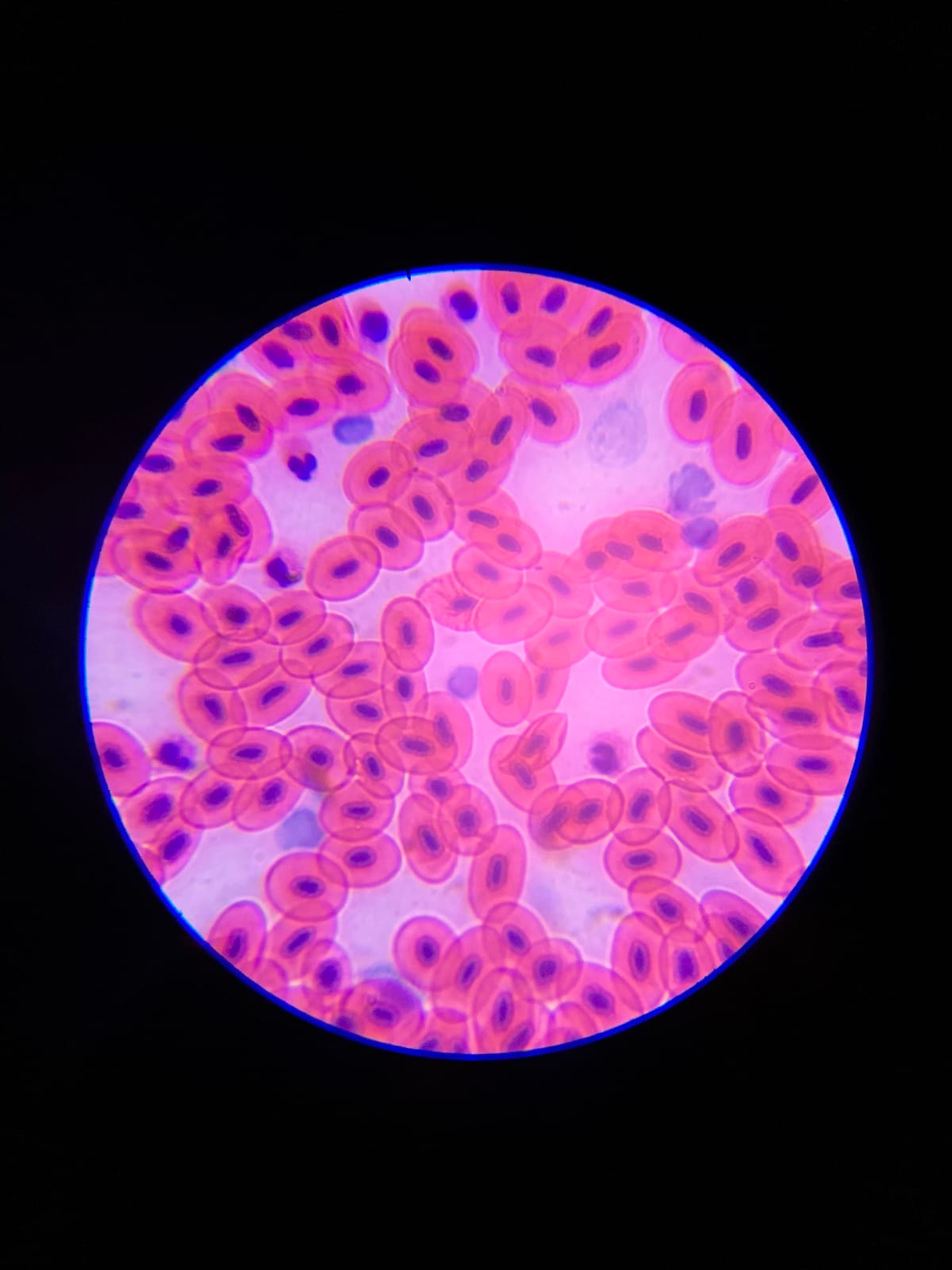 AmScope M162C-2L-PB10-WM