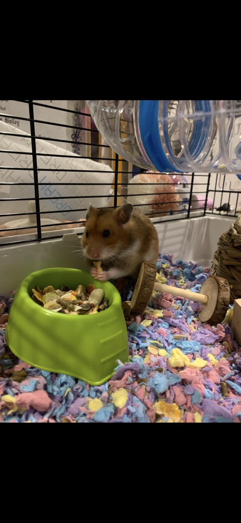 MidWest Homes for Pets Hamster Cage | Awesome Arcade Hamster Home (White) | 18.11 x 11.61 x 21.26 Inch customer photo 2