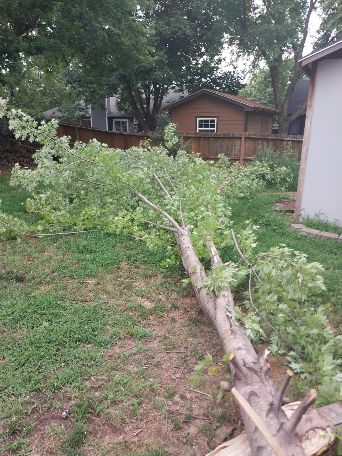 CRAFTSMAN V20 Cordless Chainsaw, 12-Inch Electric Chainsaw, Battery Powered, Battery and Charger Included (CMCCS620M1) customer photo 2