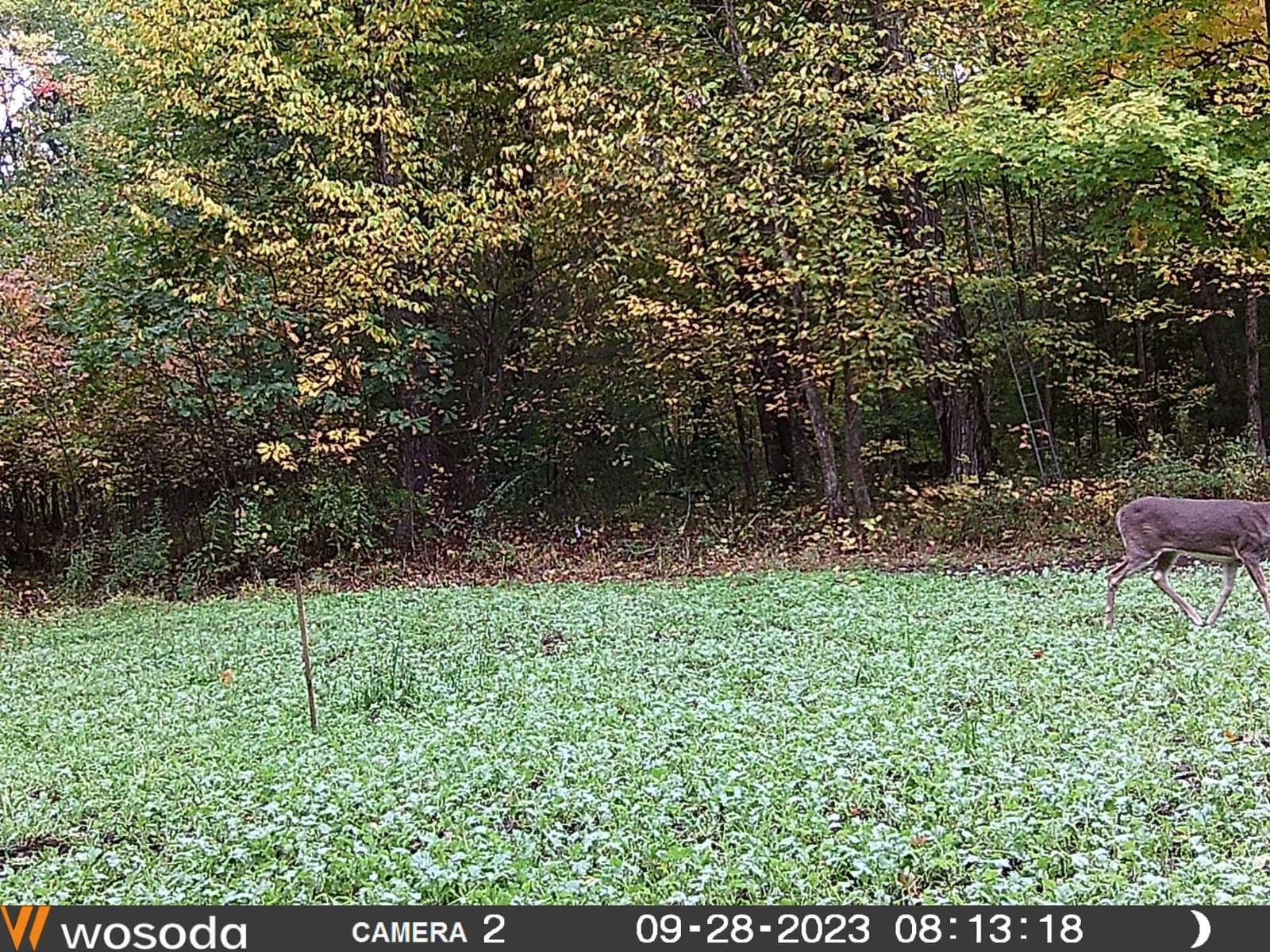 WOSODA 2 Pack Trail Cameras with Night Vision Motion Activated Waterproof, 48MP Game Camera, 1080P HD Trail Cam with SD Card for Wildlife Monitoring, Outdoor Scouting & Security (Non-WiFi) customer photo 1