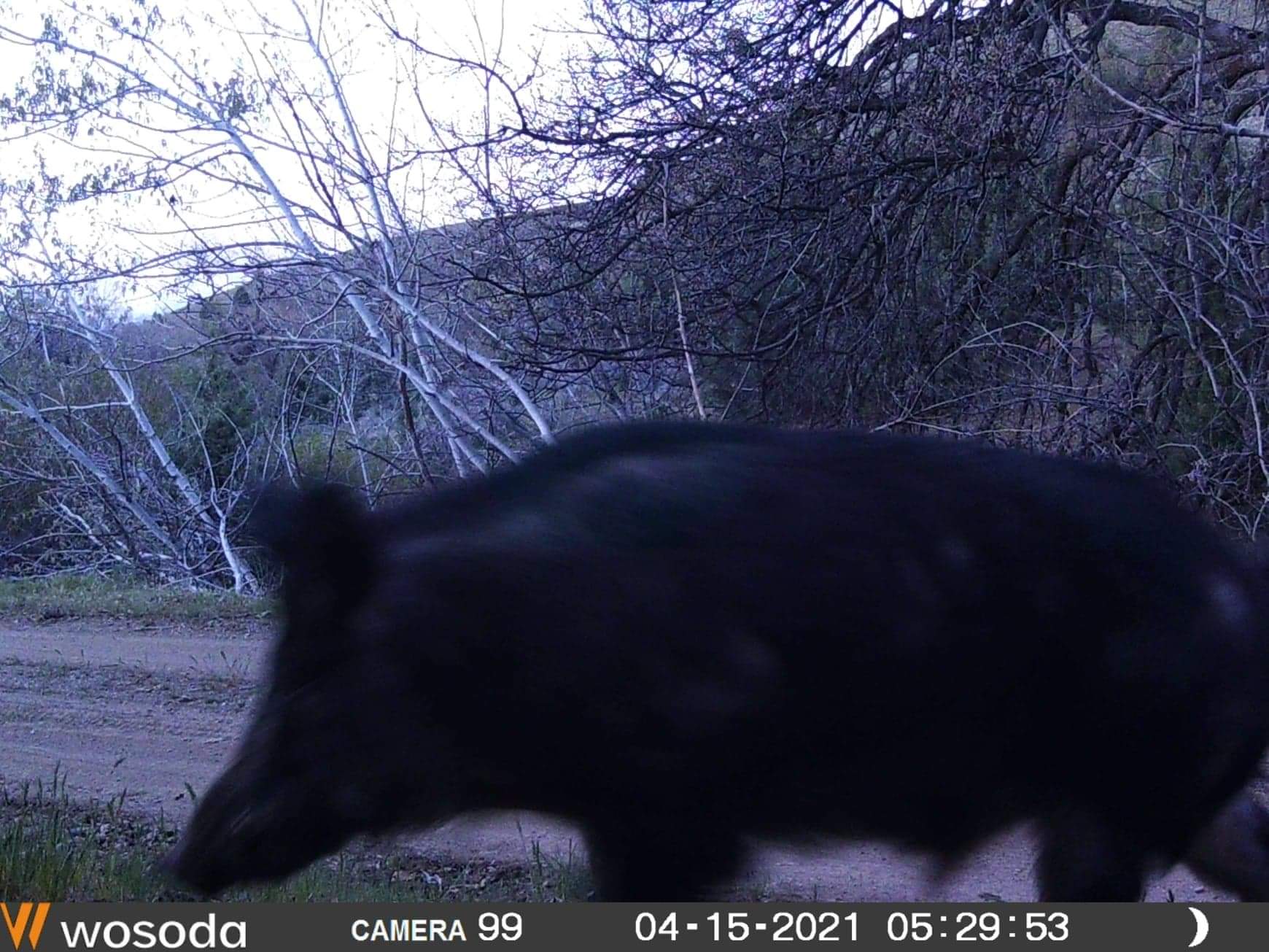 WOSODA 2 Pack Trail Cameras with Night Vision Motion Activated Waterproof, 48MP Game Camera, 1080P HD Trail Cam with SD Card for Wildlife Monitoring, Outdoor Scouting & Security (Non-WiFi) customer photo 2