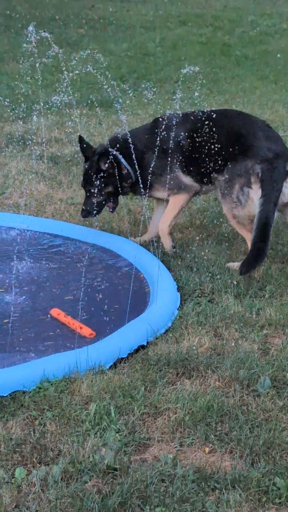 Peteast Dog Pool, Anti-Slip Splash Pad for Dogs, 67 in, Blue | 0.58 mm Thickened Water Mat for Large Breeds and Kids, with Backyard Sprinklers for Summer Play customer photo 1