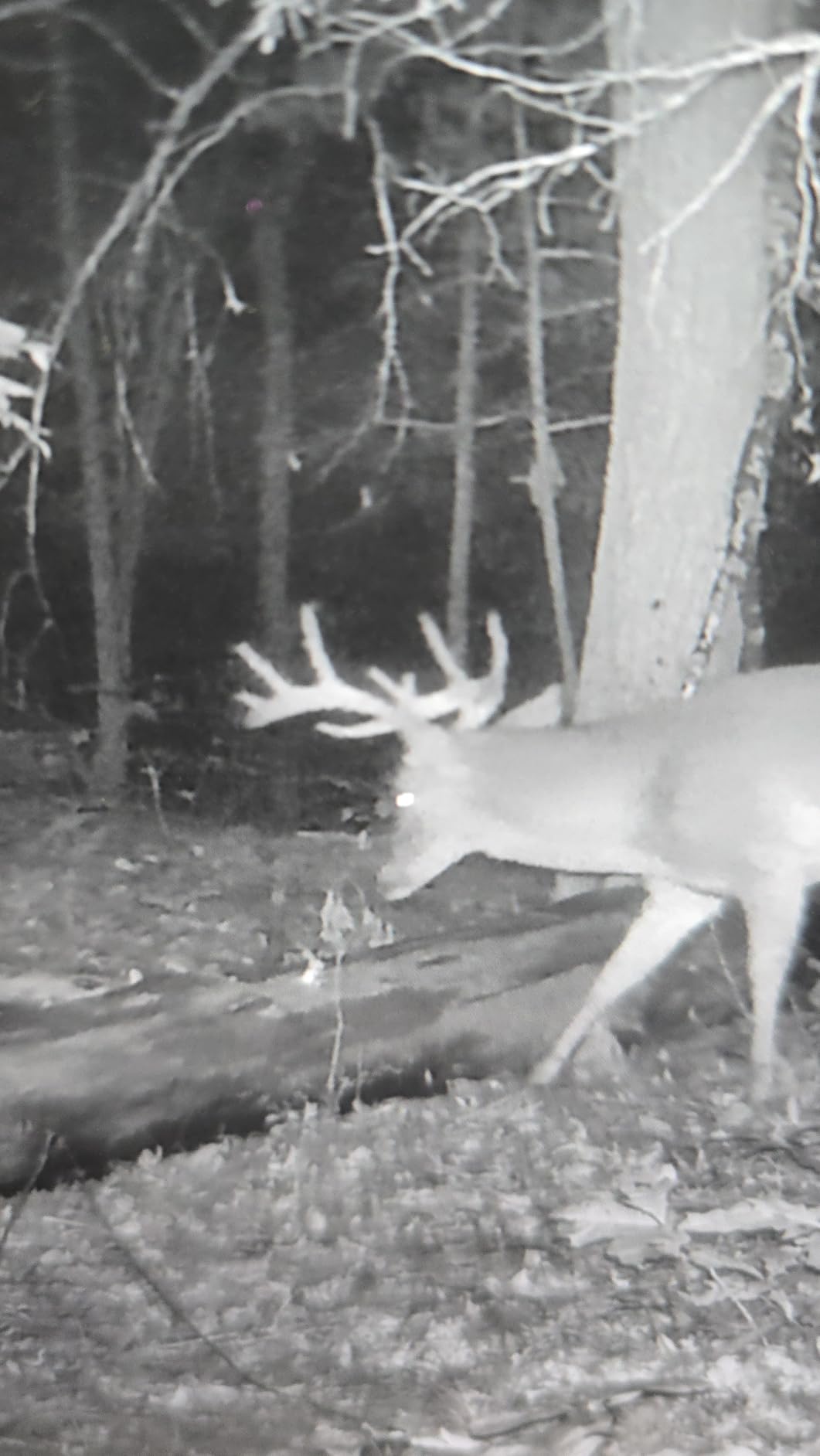GardePro E5S Trail Camera, 64MP Photo & 1296P HD Video | 0.1s Trigger, 100ft No-Glow Night Vision, Motion Activated, Non-Cellular, Non-WiFi customer photo 2