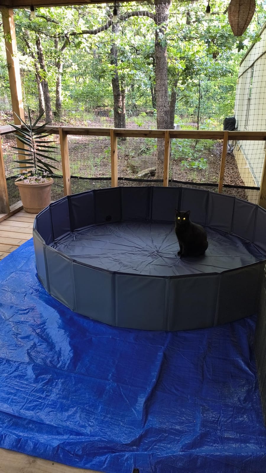 Niubya Foldable Dog Pool, Collapsible Plastic Dog Swimming Pool, 72x12in | Portable Bath Tub for Large Pets Dogs, Pet Wading Pool Indoor and Outdoor Use customer photo 2