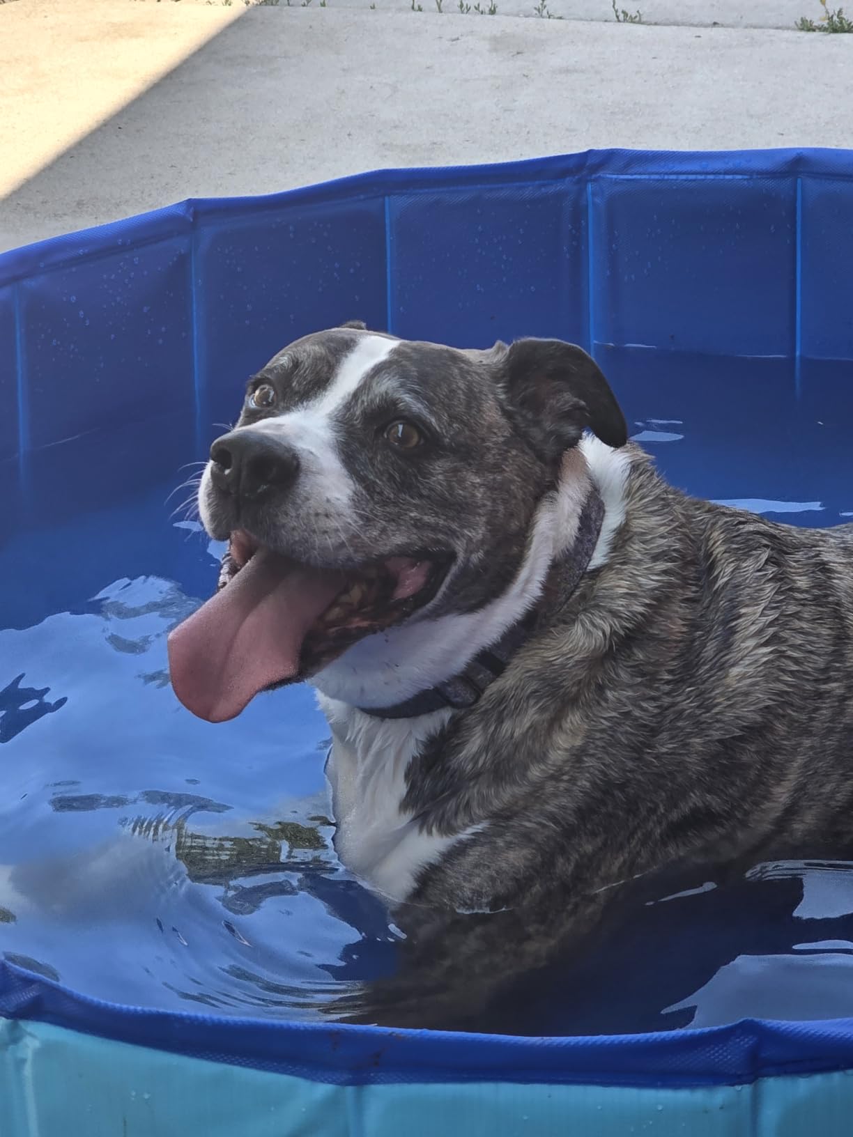SLOOSH Foldable Dog Kiddie Pool - Portable Hard Plastic Doggie Swimming Pool, Anti-Slip Collapsible Pets Bath Tub Suitable for Kids Indoor Outdoor Backyard Use (Blue, 48
