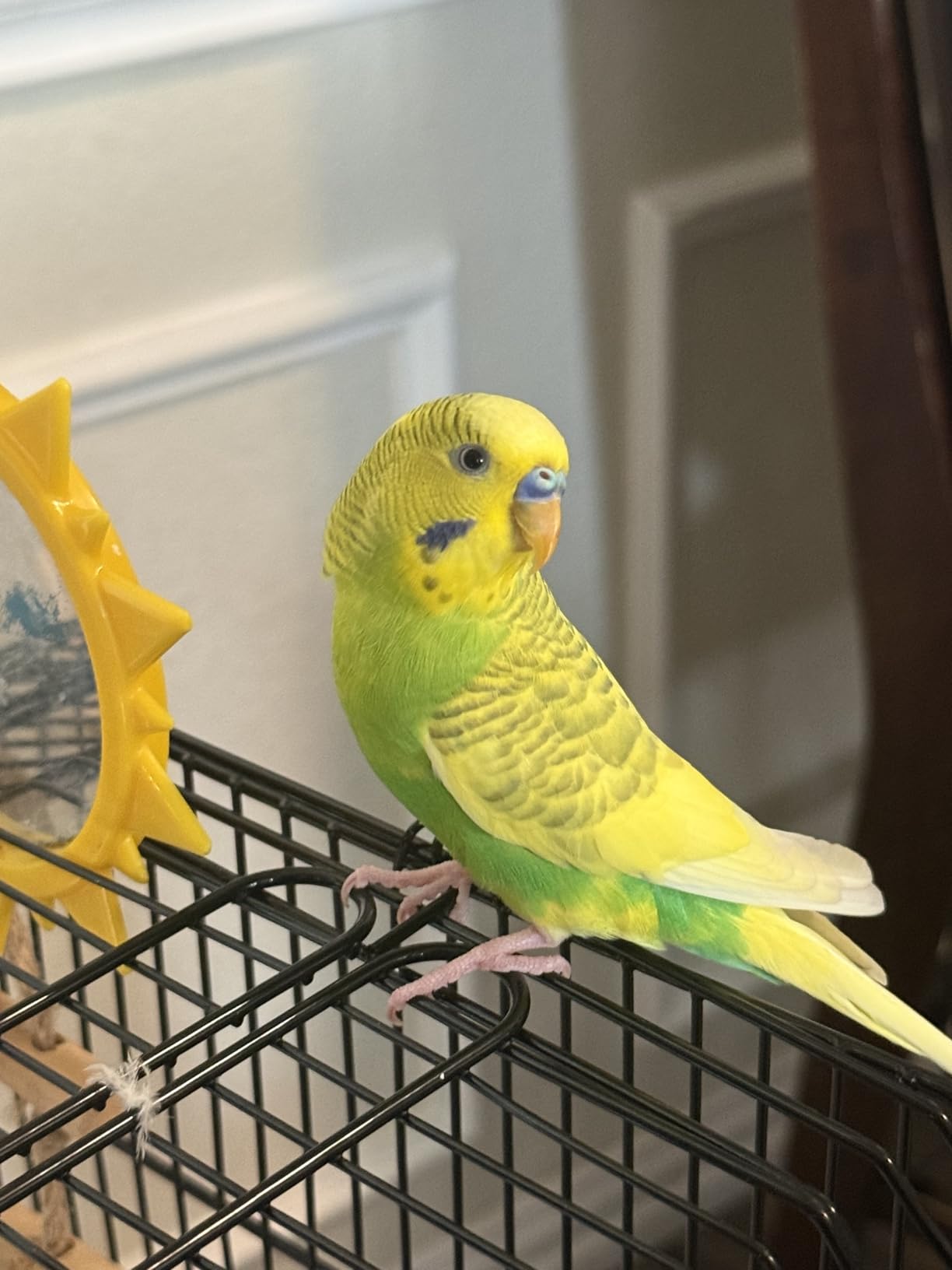 VEVOR 64-inch Open Top Large Parrot Bird Cage with Detachable Rolling Stand for Parakeets Finches Canaries Lovebirds Cockatiels Budgies Small Quaker Conures Flight Birdcage with Swing and Perch customer photo 1