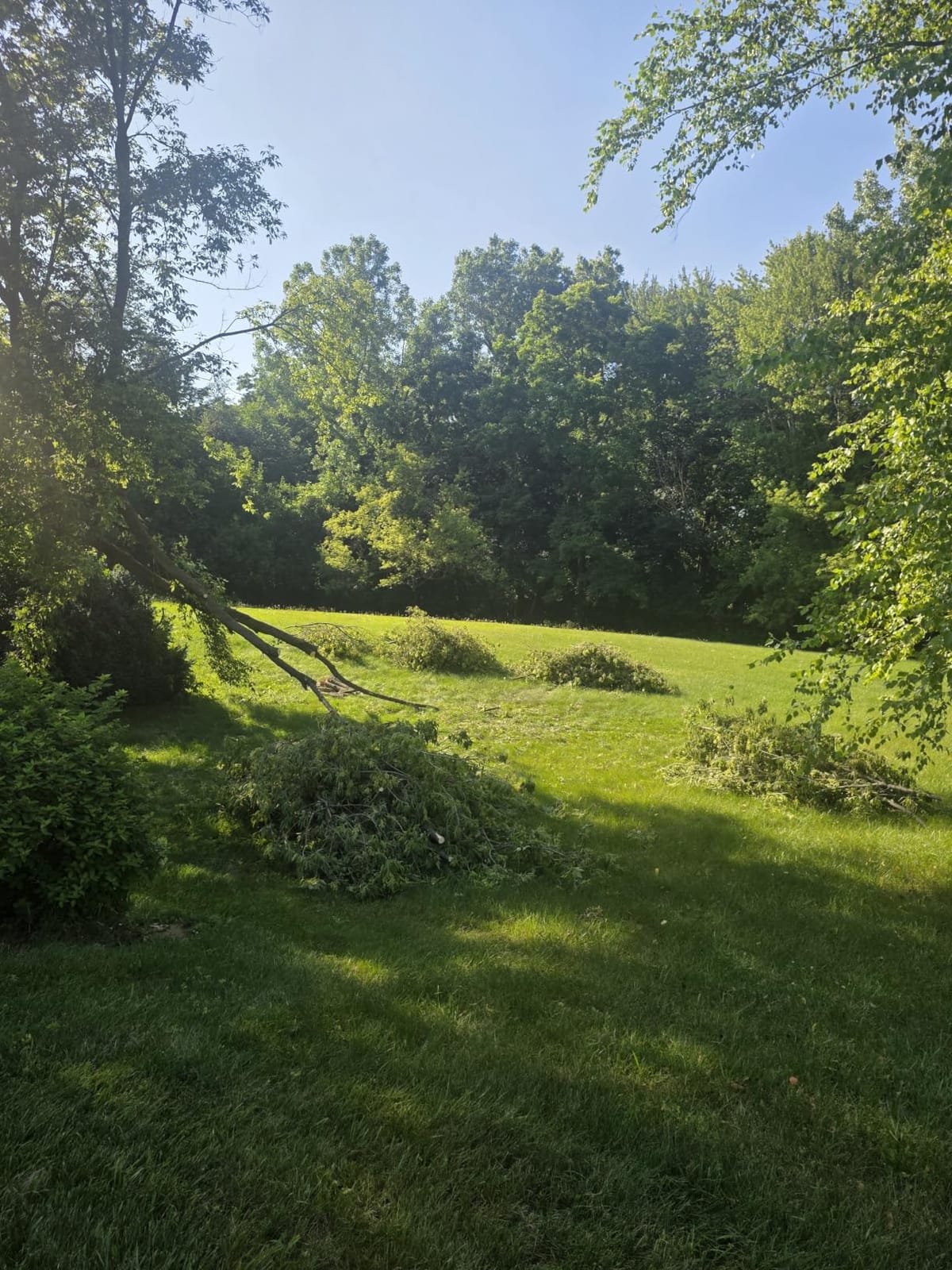 Ryobi 18V Brushless 8 in. Battery Compact Pruning Mini Chainsaw (Tool Only) customer photo 1