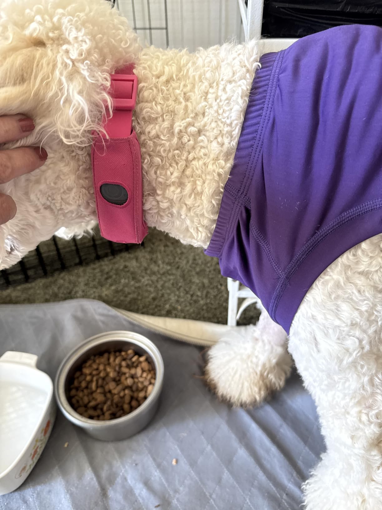 Halo Collar 5 GPS Wireless Dog Fence | Keep Your Dog Safe with Custom Boundaries, Real-Time Tracking, and Instant Alerts at Home, Away, or Off-Grid customer photo 2