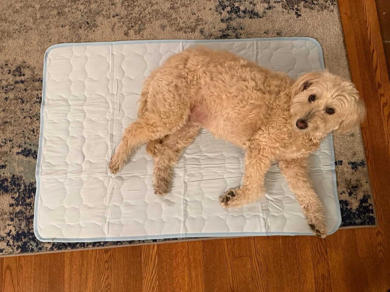 Mora Pets Dog Cooling Mat Cat Cooling Pad Instant Pet Cool Bed Mat Small | Breathable Washable Self Cooling Dog Mat, Indoor Floor, Crate, Sofa & Outdoor Use, Non Gel Summer Cool Blanket Grey S 28 x 22 customer photo 1