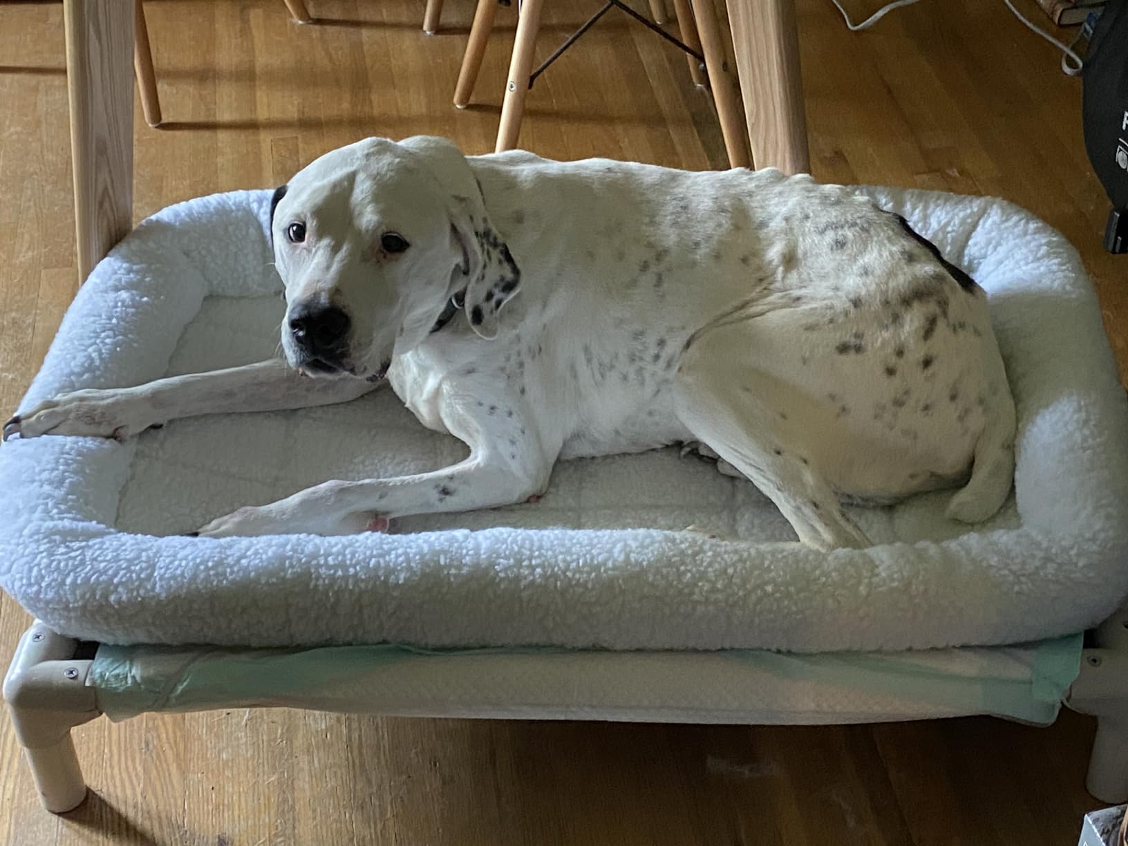 MidWest Homes for Pets QuietTime Dog Bed - White Fleece Bolster, Ultra-Soft and Machine Washable, Fits 42-Inch Crates and Carriers, for Large Breed Dogs customer photo 1