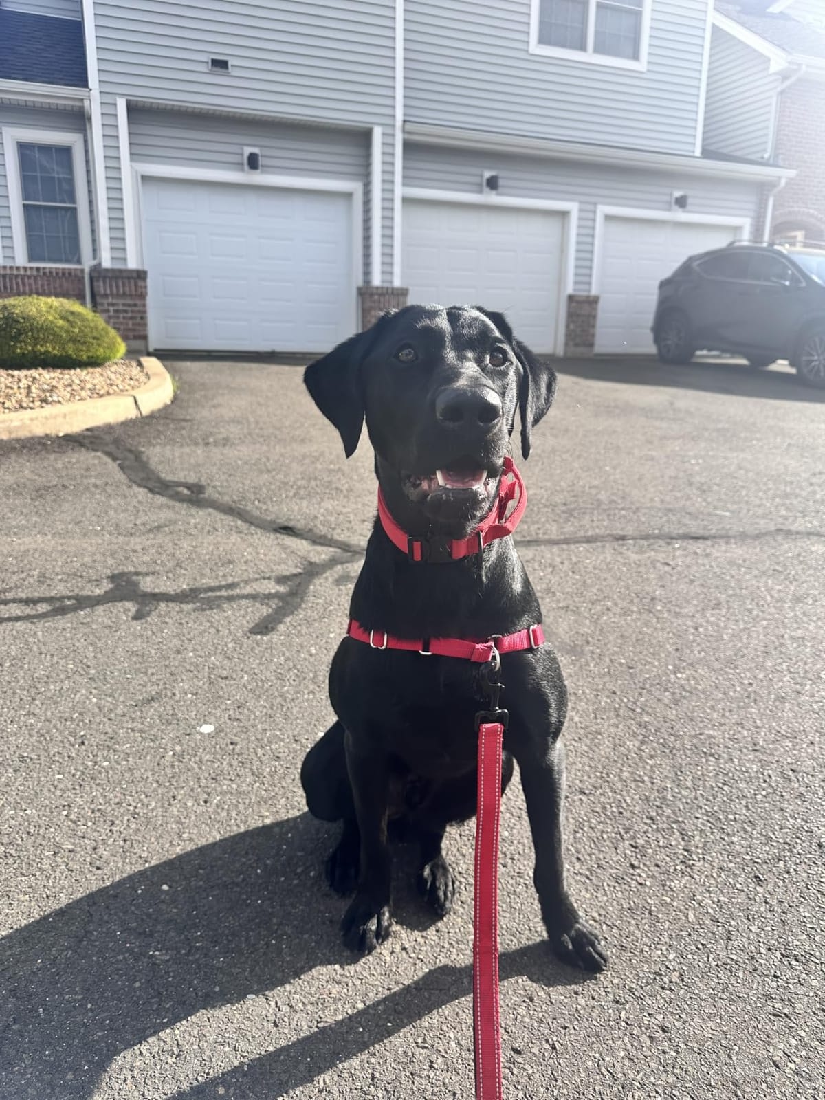 PetSafe Easy Walk Harness for Dogs - Pull-Free Walks - Patented Martingale Loop Design - Front Chest Leash Attachment - Adjustable Comfort Straps - Breathable Harness Design - Large, Black/Silver customer photo 2