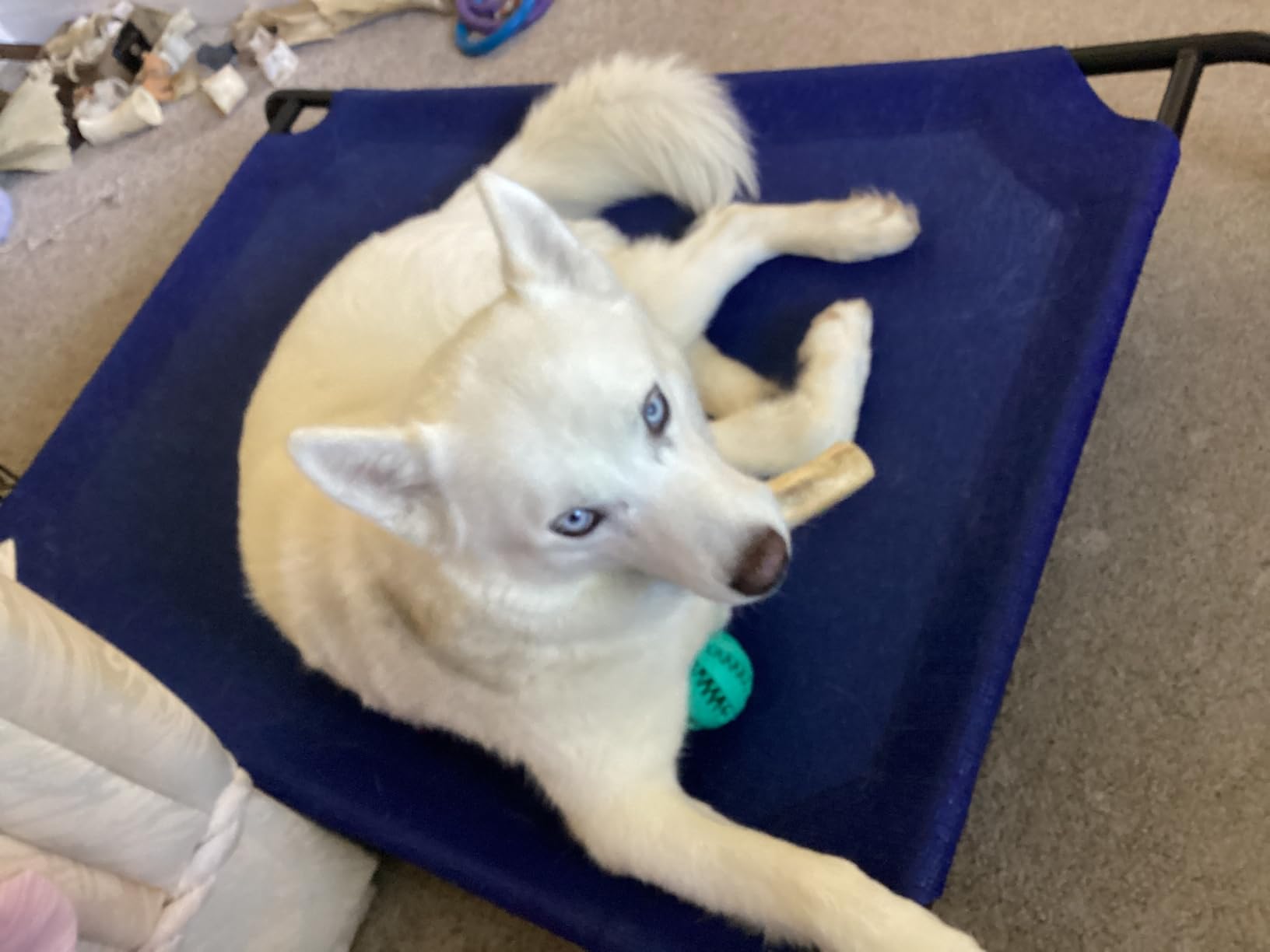 Gale Pacific Coolaroo The Original Cooling Elevated Dog Bed, Indoor and Outdoor, Large, Brunswick Green, 51.00