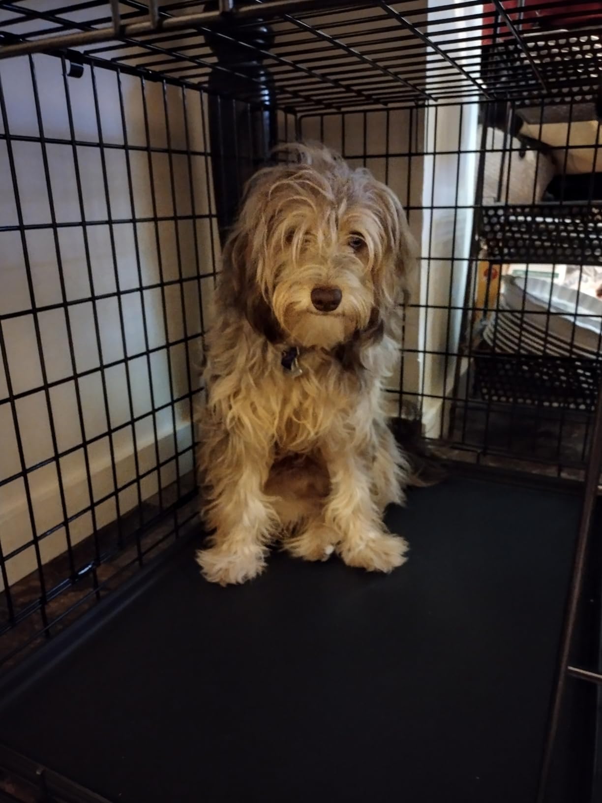 Ultima Pro by Midwest 30-Inch Double Door Dog Crate, 21-40 lbs customer photo 1