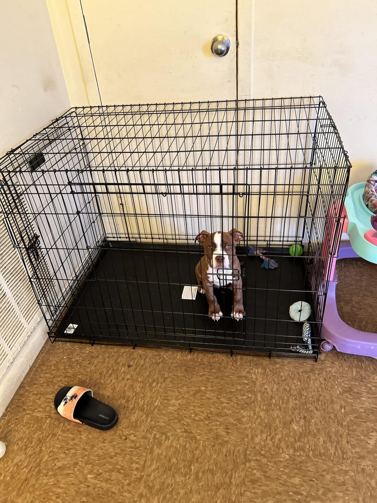 Precision Pet Two-Door Provalue Wire Dog Crate, 36in, for Pets 50-70lbs customer photo 2