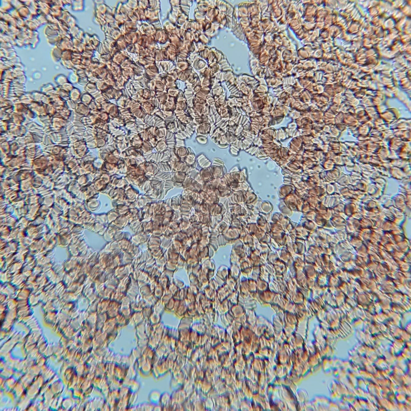 AmScope OMAX M82ES Binocular Compound Microscope, 40X-2000X customer photo 1