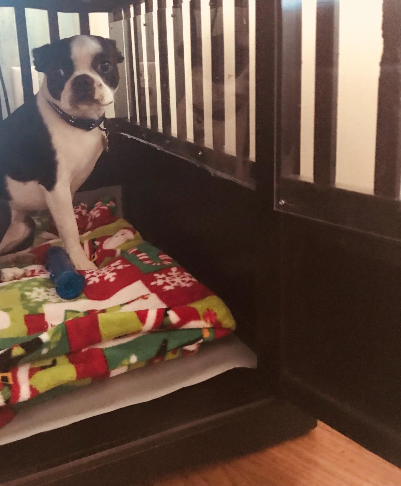 Casual Home Wooden Medium Pet Crate, End Table, Espresso customer photo 1