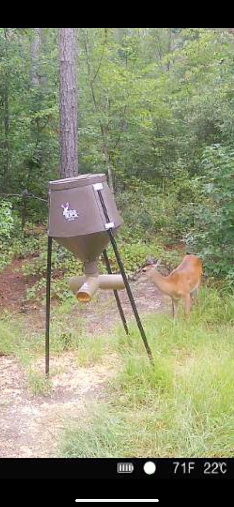 BOSS BUCK 350 LB Deer Feeder/Hunting Durable Lightweight Plastic UV Protected Windproof Waterproof Gravity Feed with Protein 3 Feed Tubes Head, Multi-Piece Round Legs customer photo 2