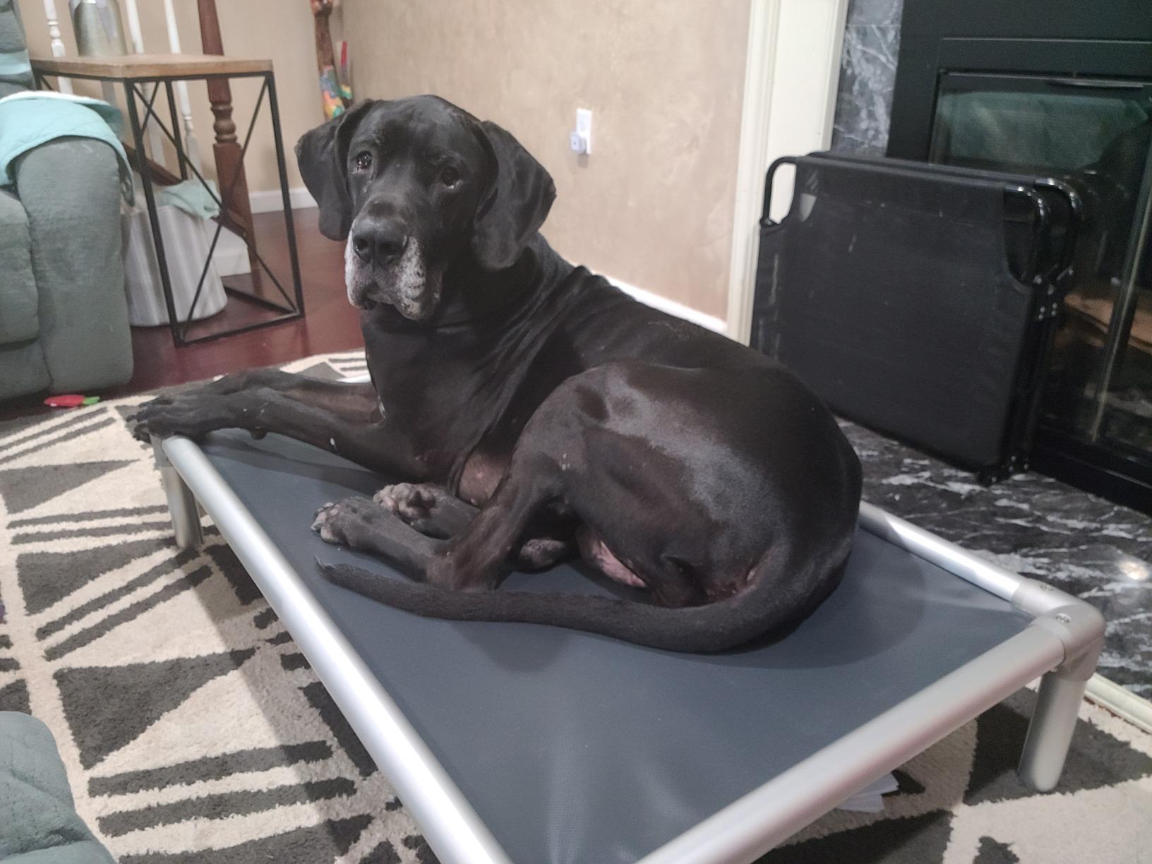 Kuranda Chewproof Elevated Dog Bed - Silver Aluminum - 40