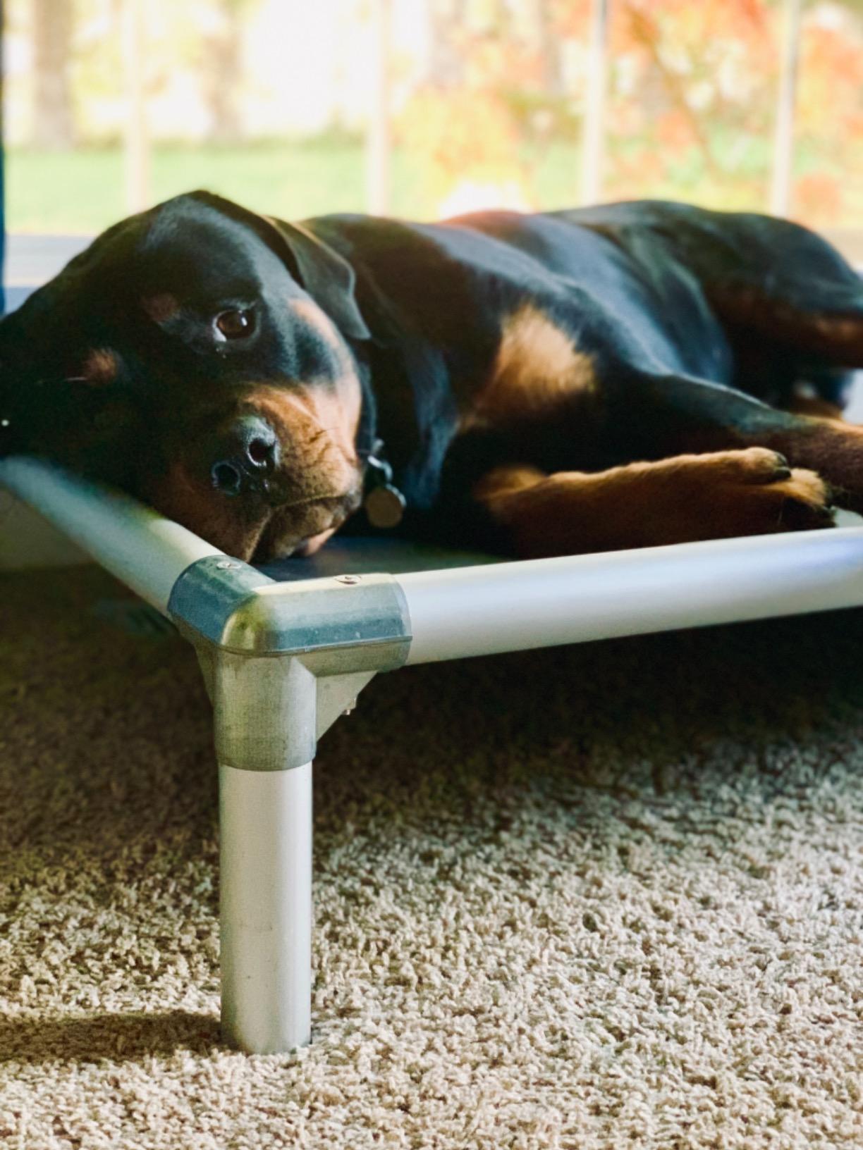 Kuranda Chewproof Elevated Dog Bed - Silver Aluminum - 40