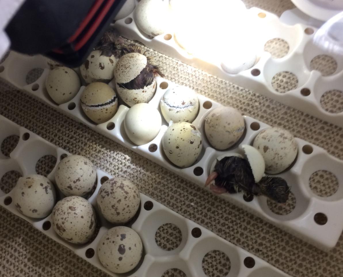 Little Giant Deluxe Incubator w/Egg Turner customer photo 1