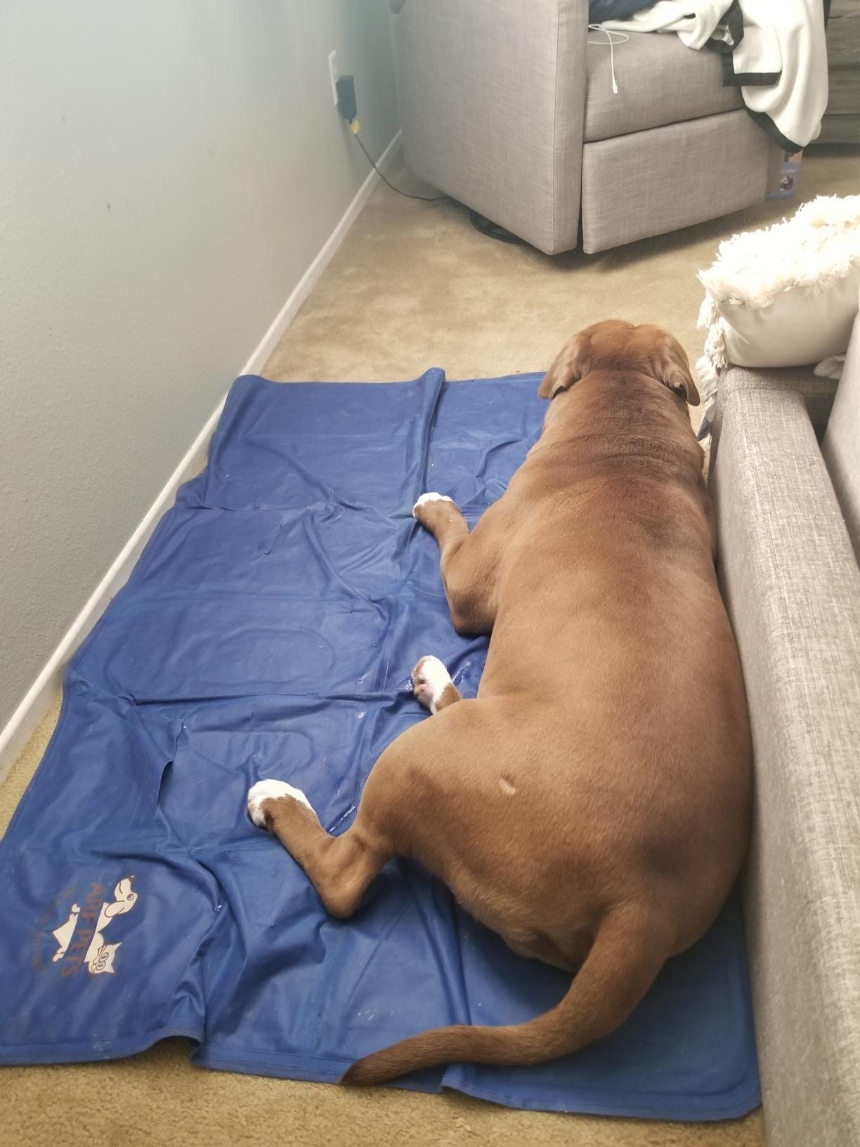 Arf Pets Dog Cooling Mat - Solid Gel Self-Cool Pad | Durable & Non-Toxic customer photo 2