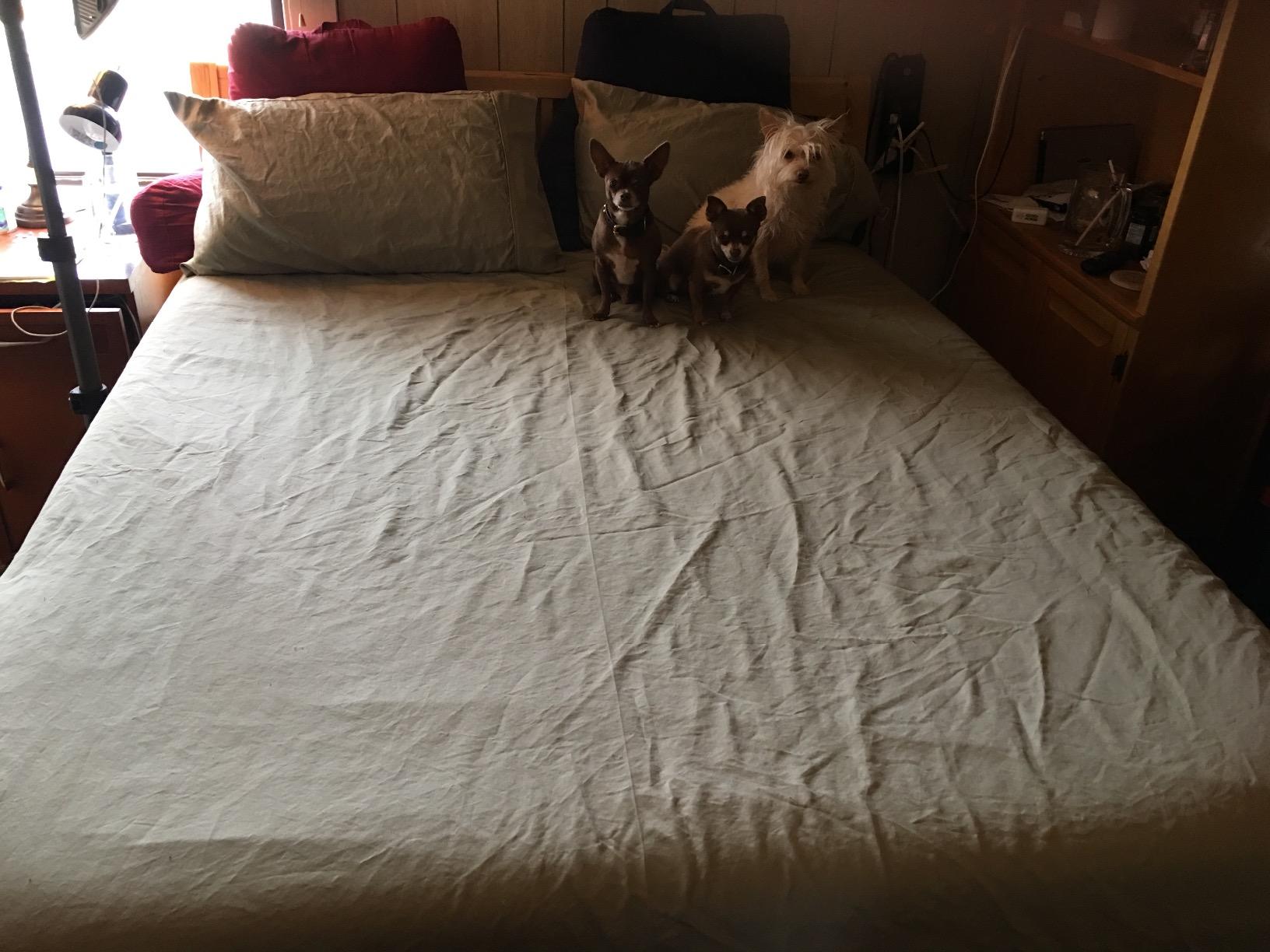Royal Hotel King 1000 Thread Count Cotton Sateen Sheets Set, Solid, White customer photo 2